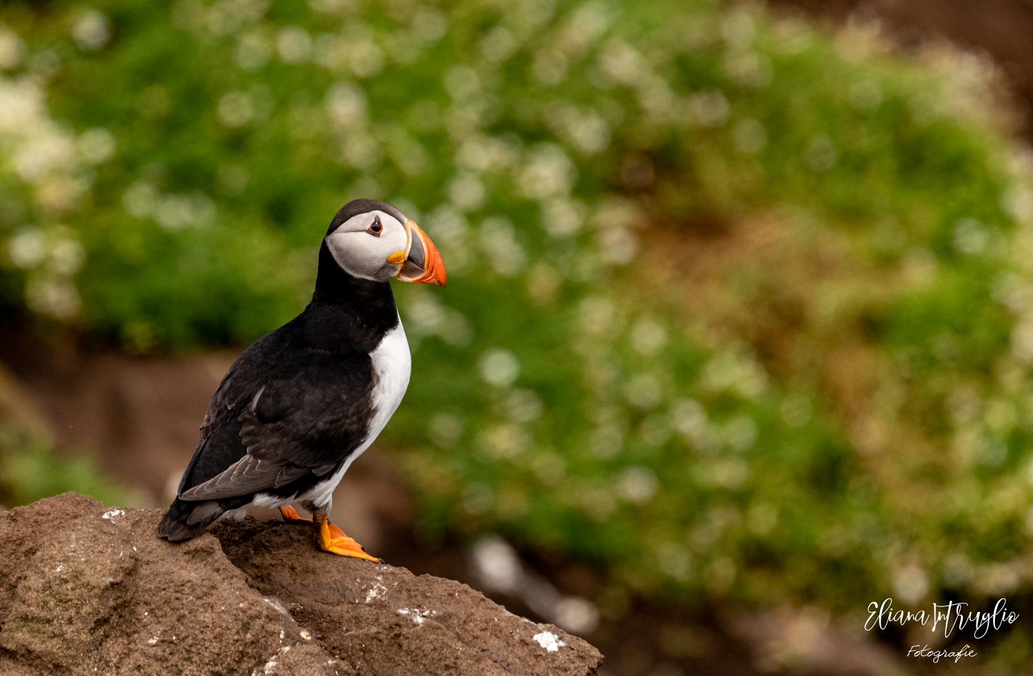 Pulcinella with green background