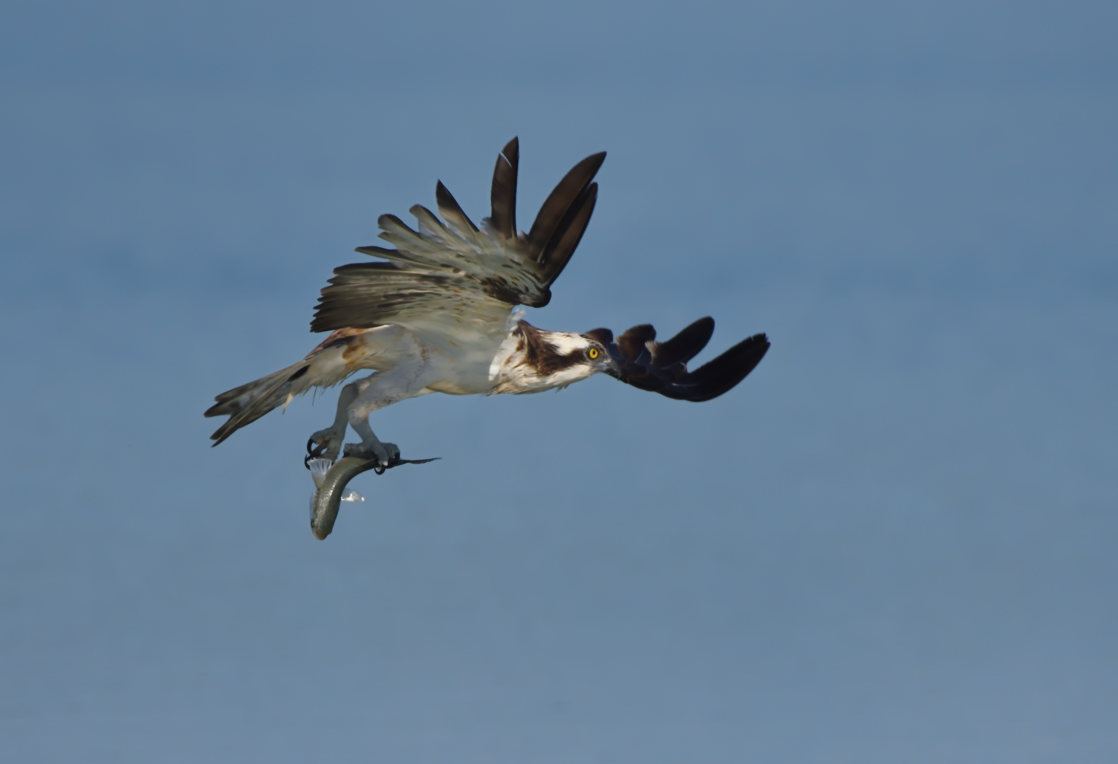 Osprey
