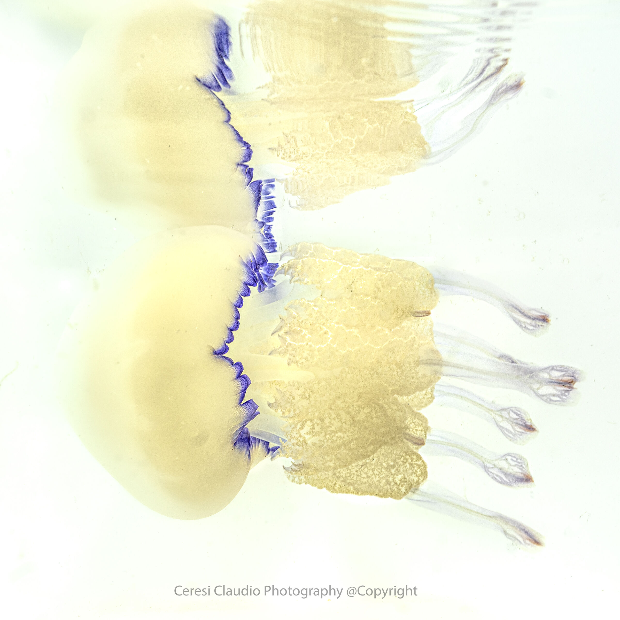 jellyfish Rhizostoma pulmo