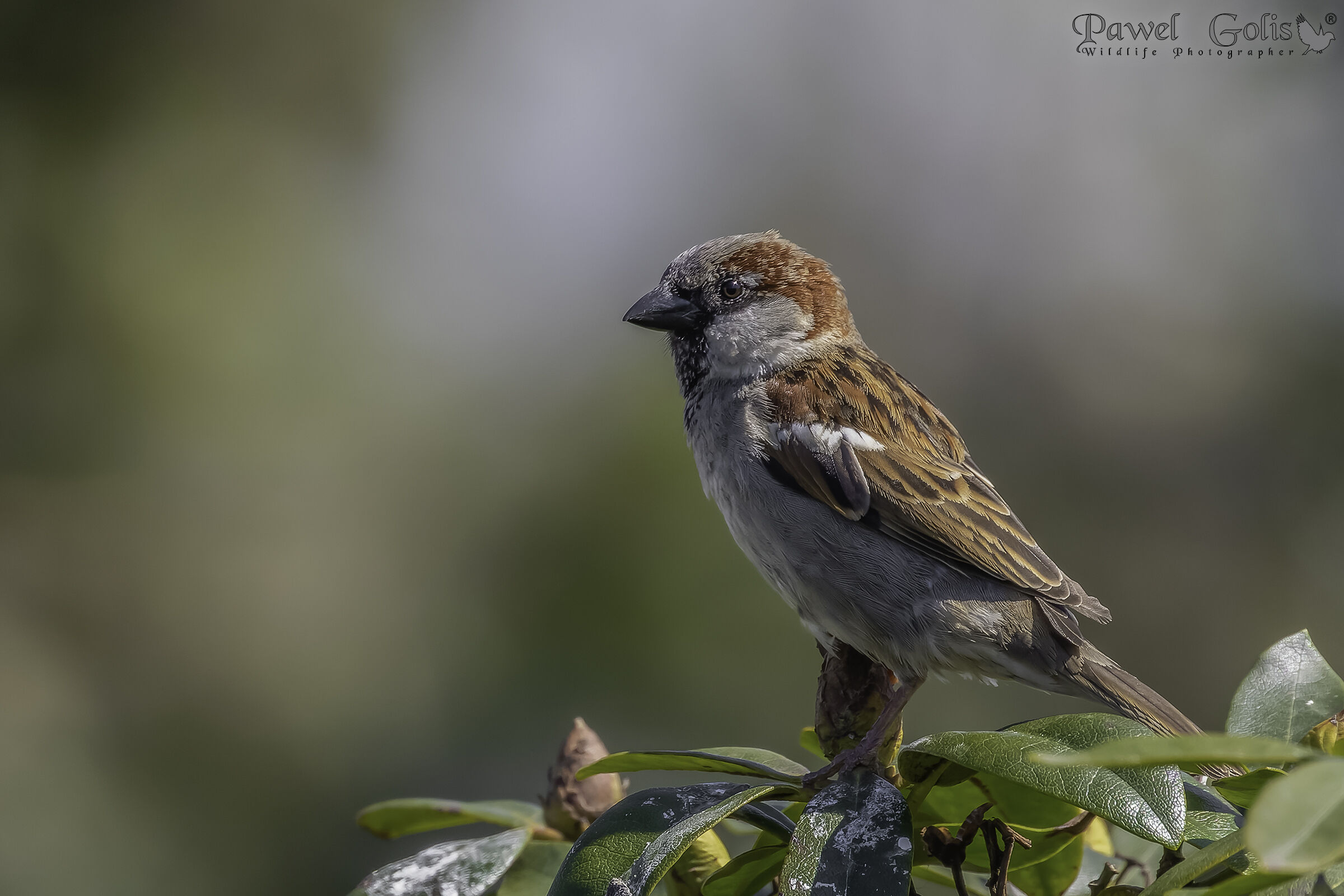 Passero domestico (Passer domesticus)