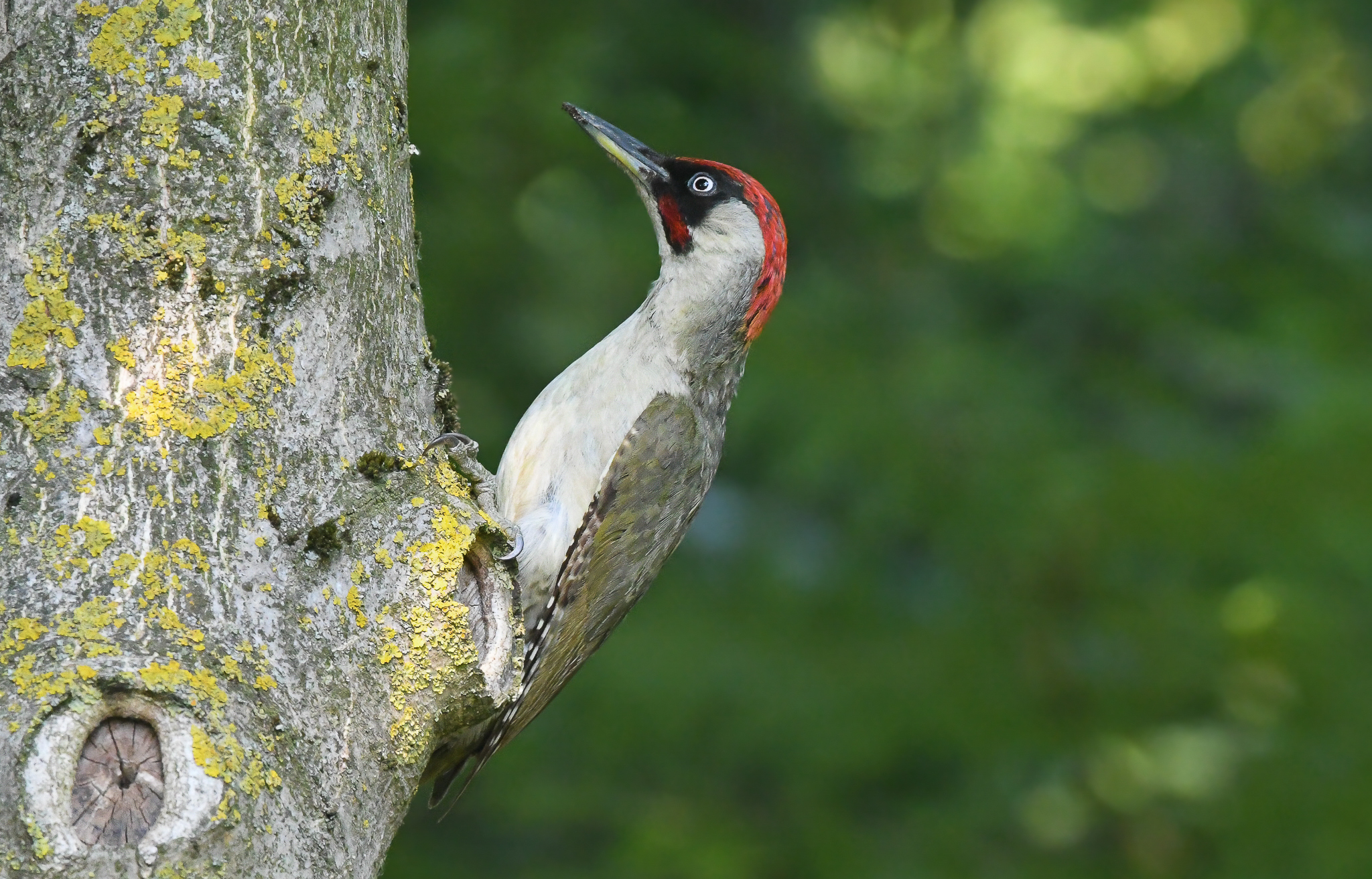 Picchio verde sempre un piacere vederlo