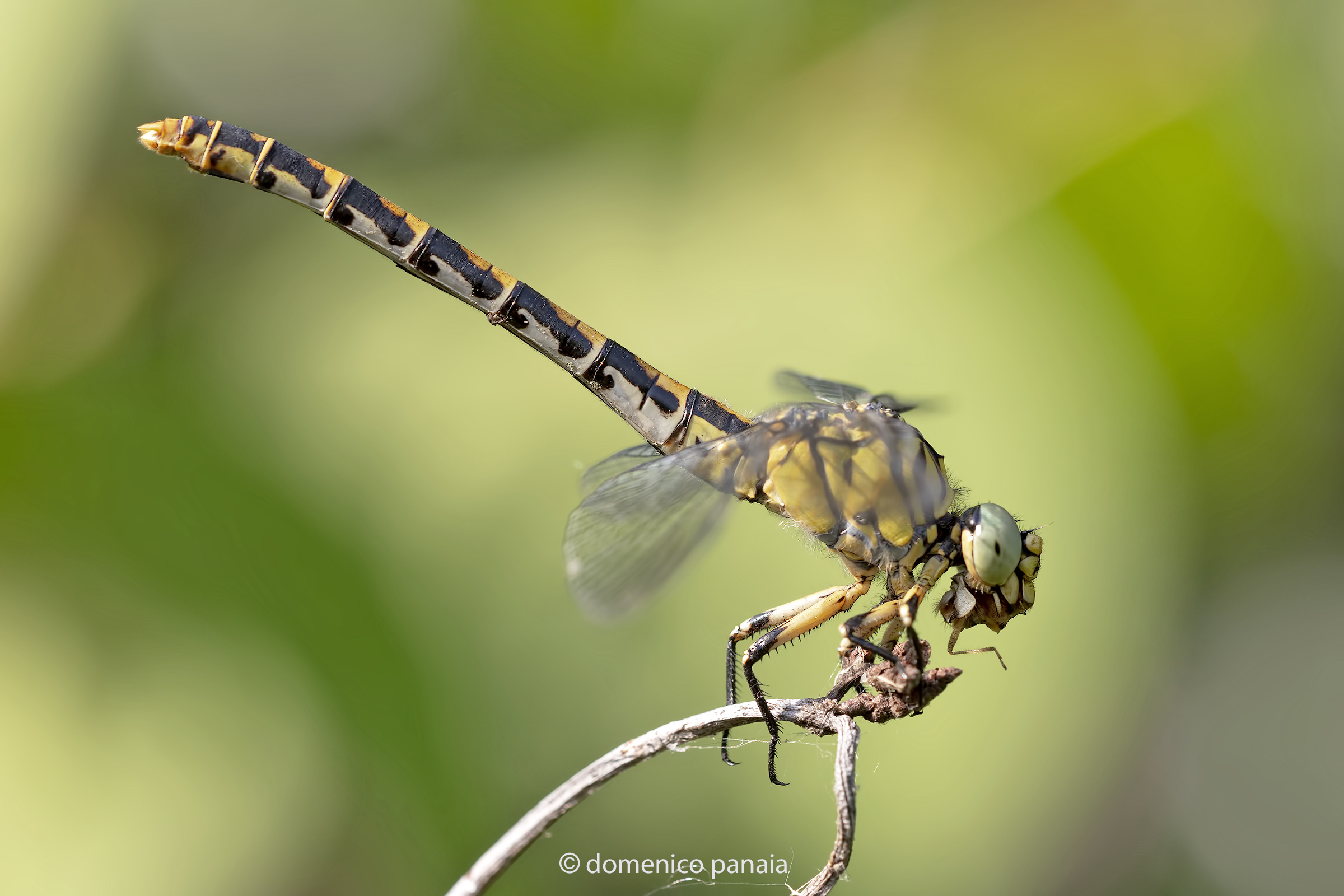 onychogomphus forcipatus with prey