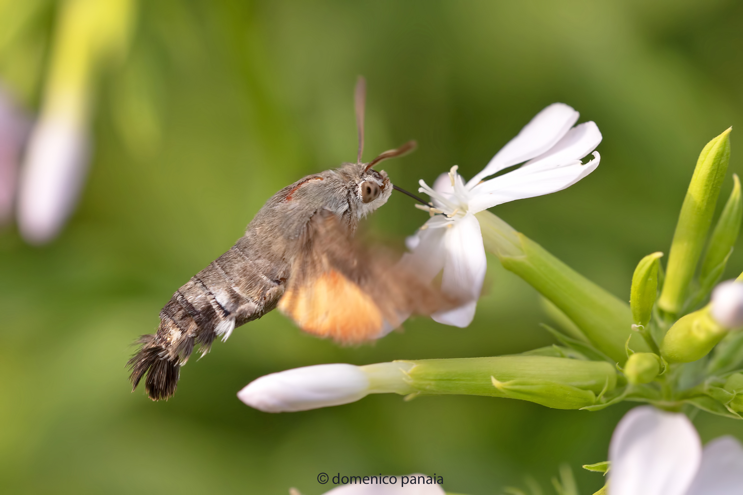 macroglossum stellatarum