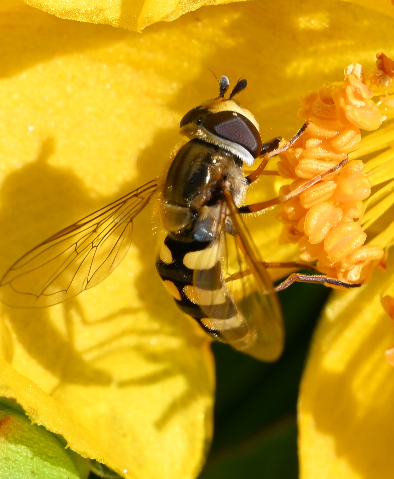 Yellow between yellow