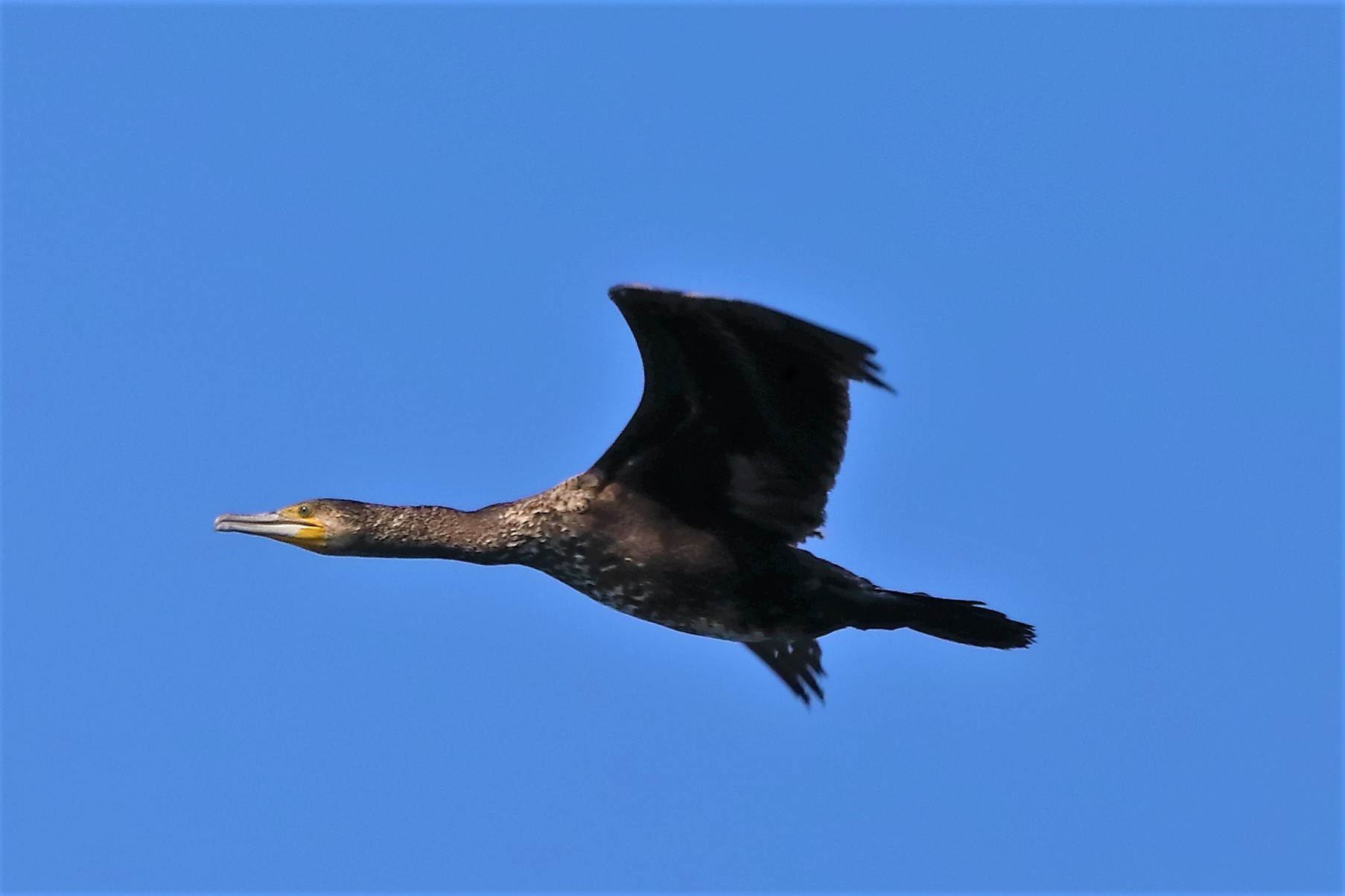 cormorano 13-05-2022