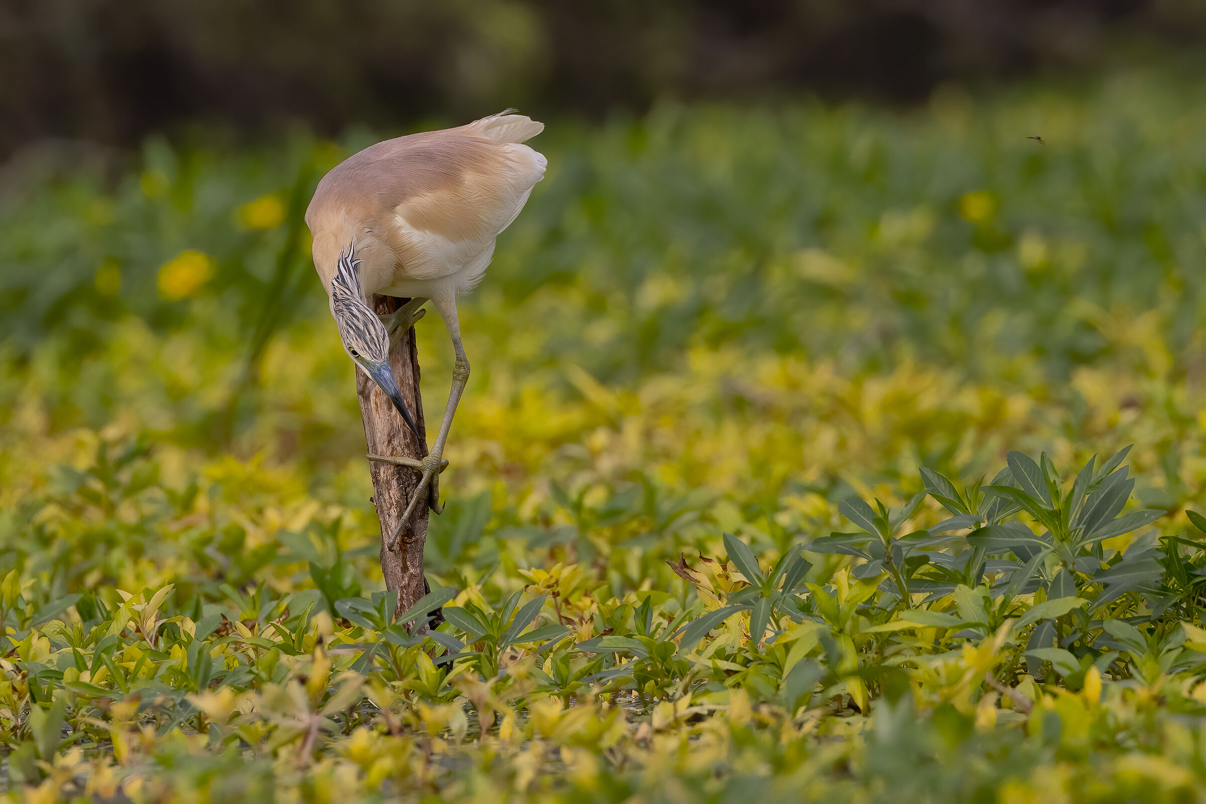 Grarza ciuffetto a caccia