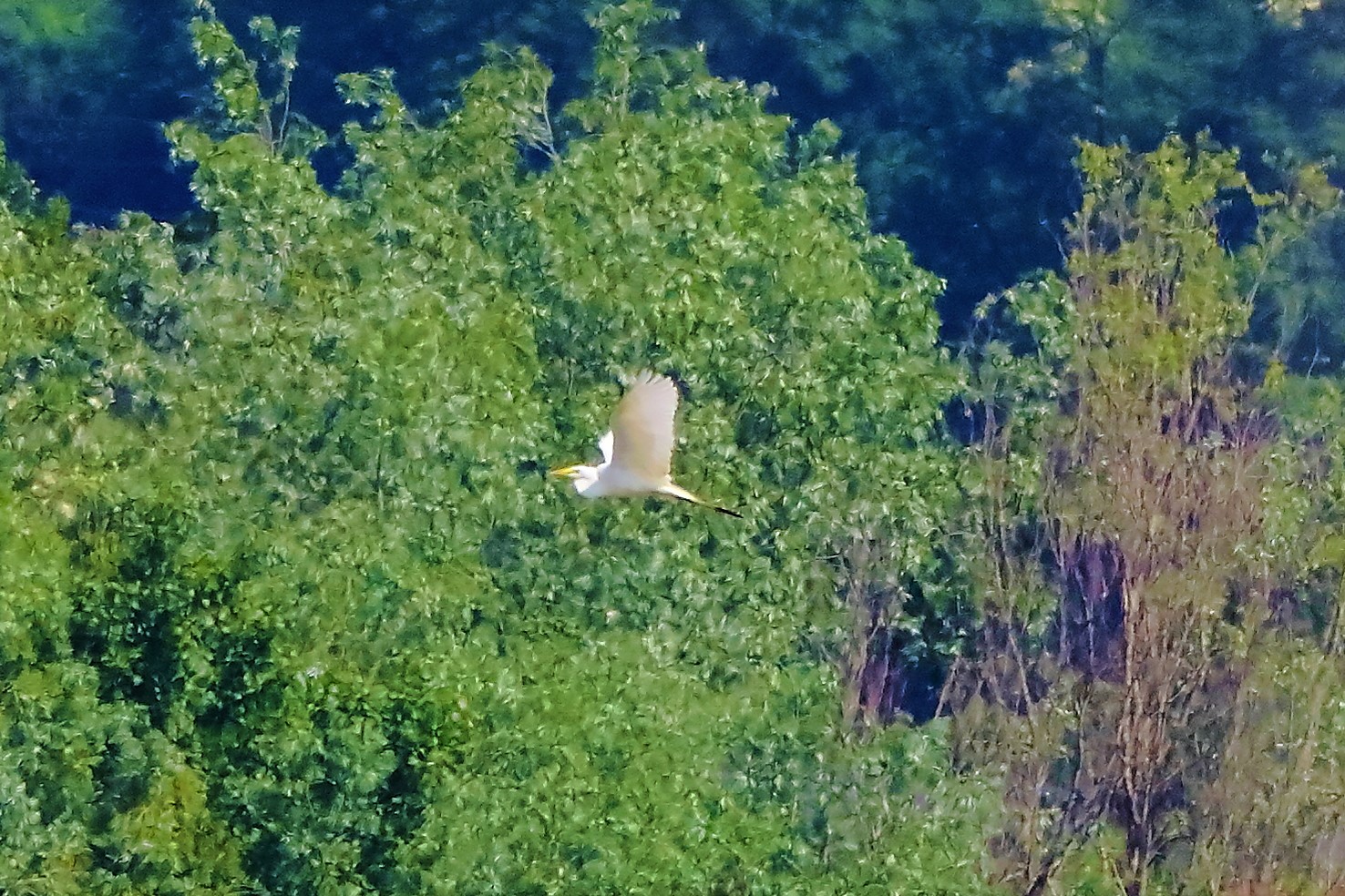 bianco maggiore 14-05-2022
