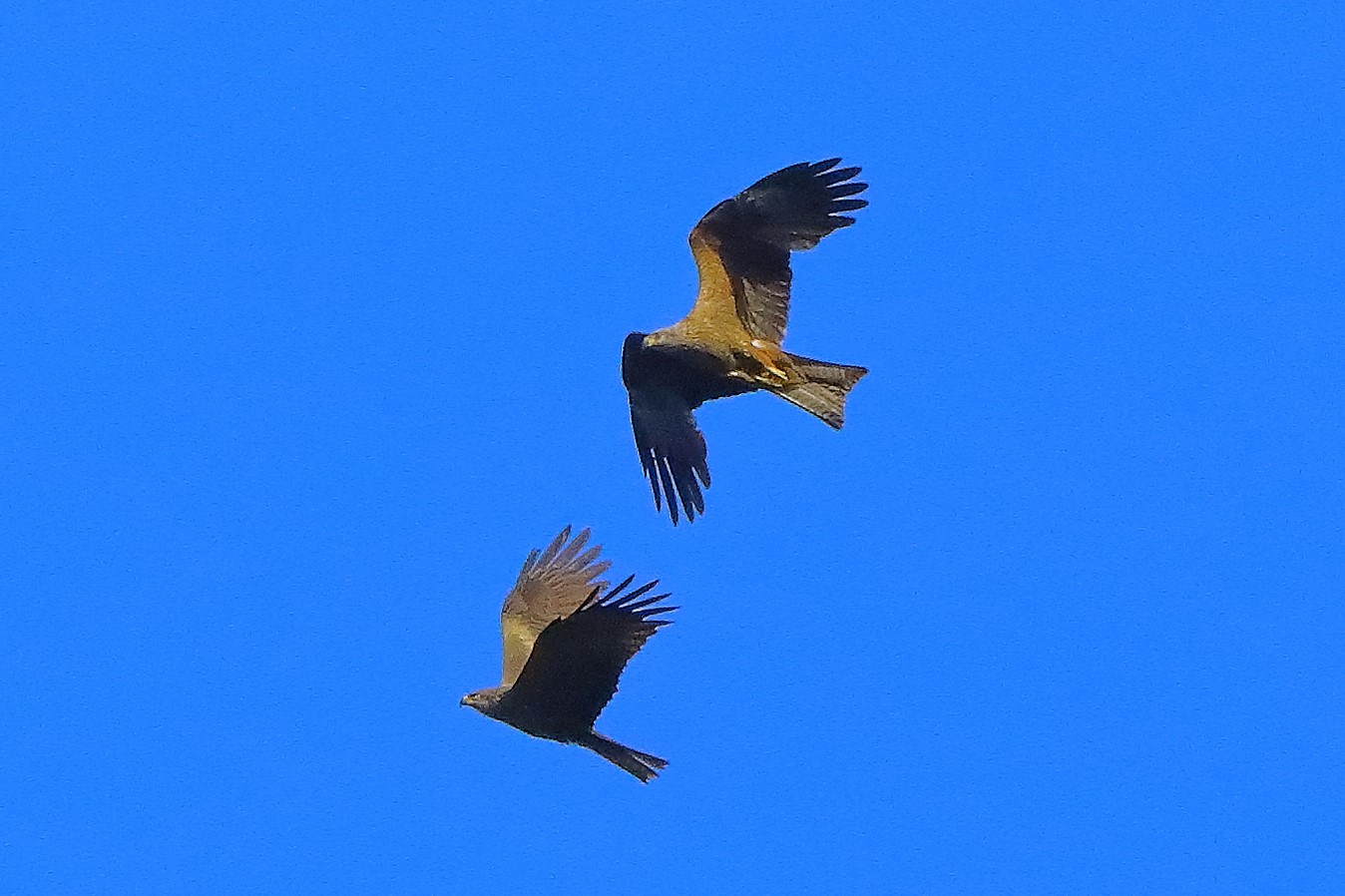 Black kite 07-06-2022