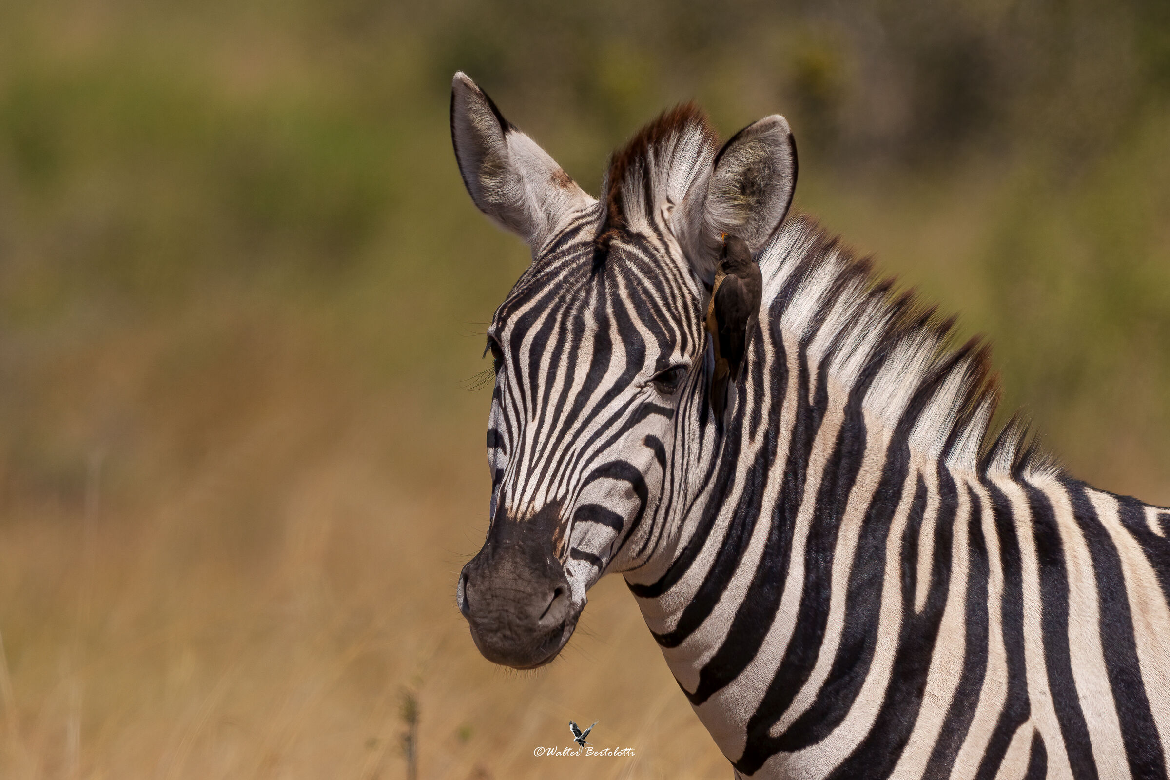 confidenze o pettegolezzi?