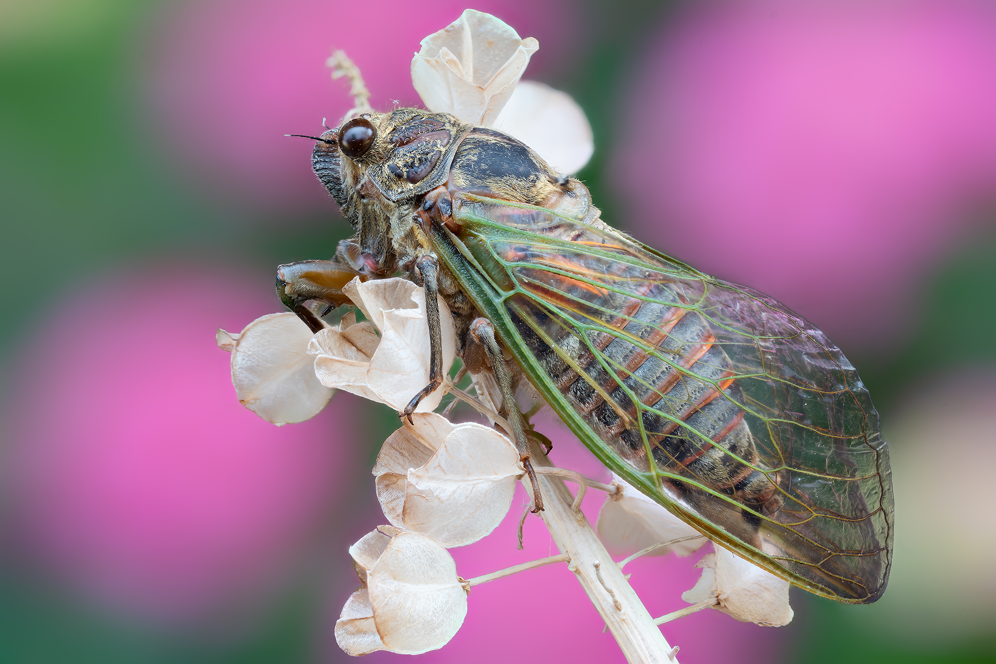 Cicada