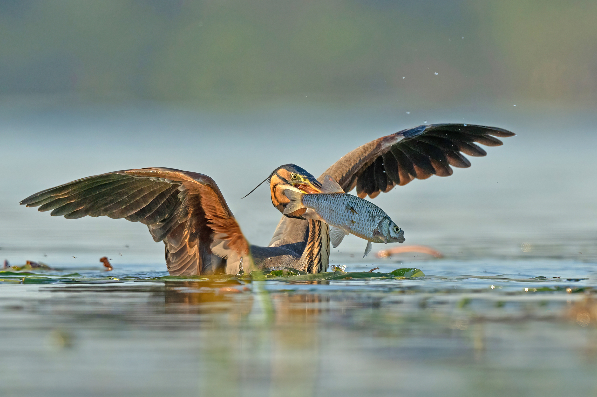 Out of the water with prey