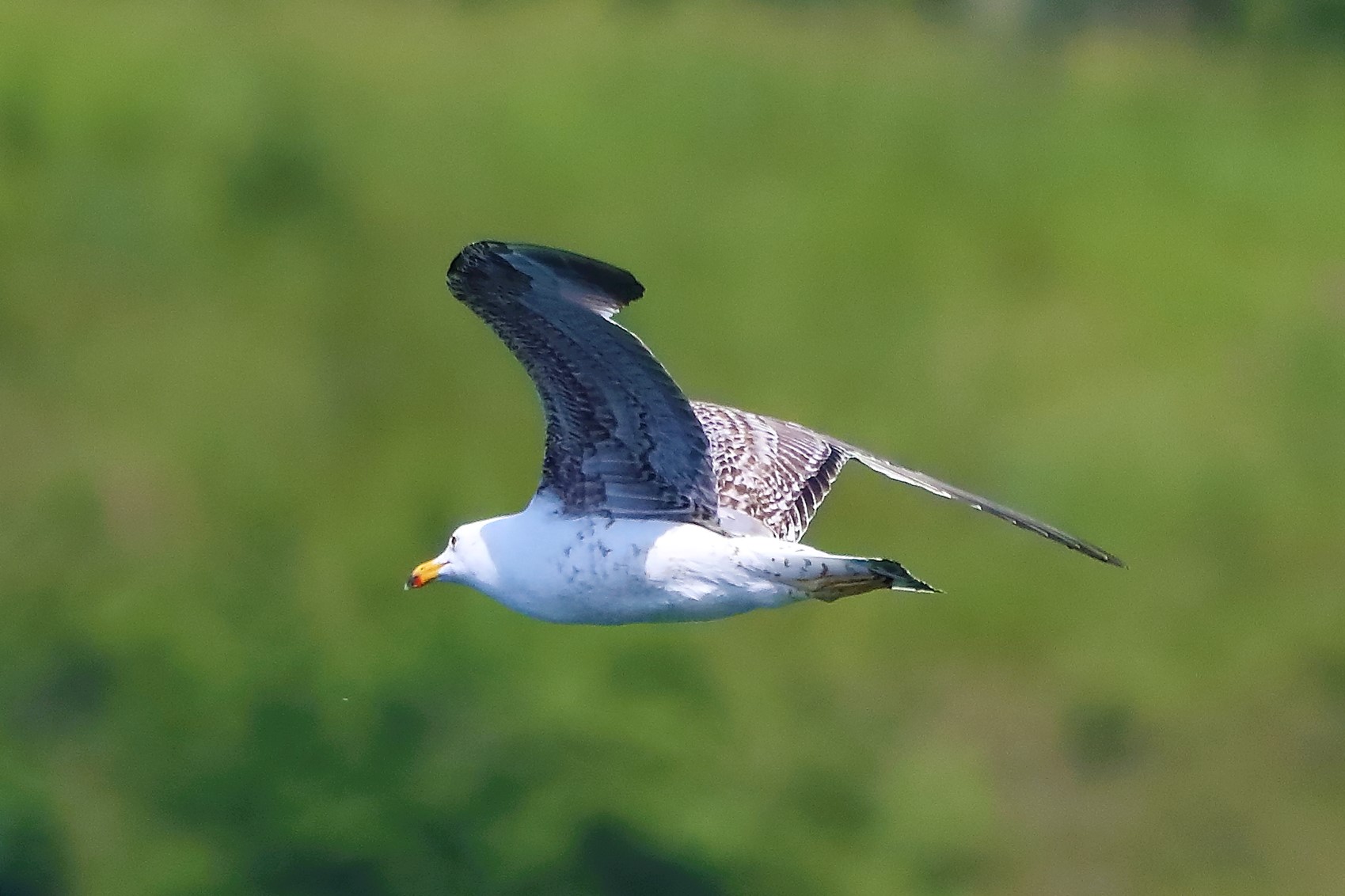 gabbiano terrestre 13-05-2022