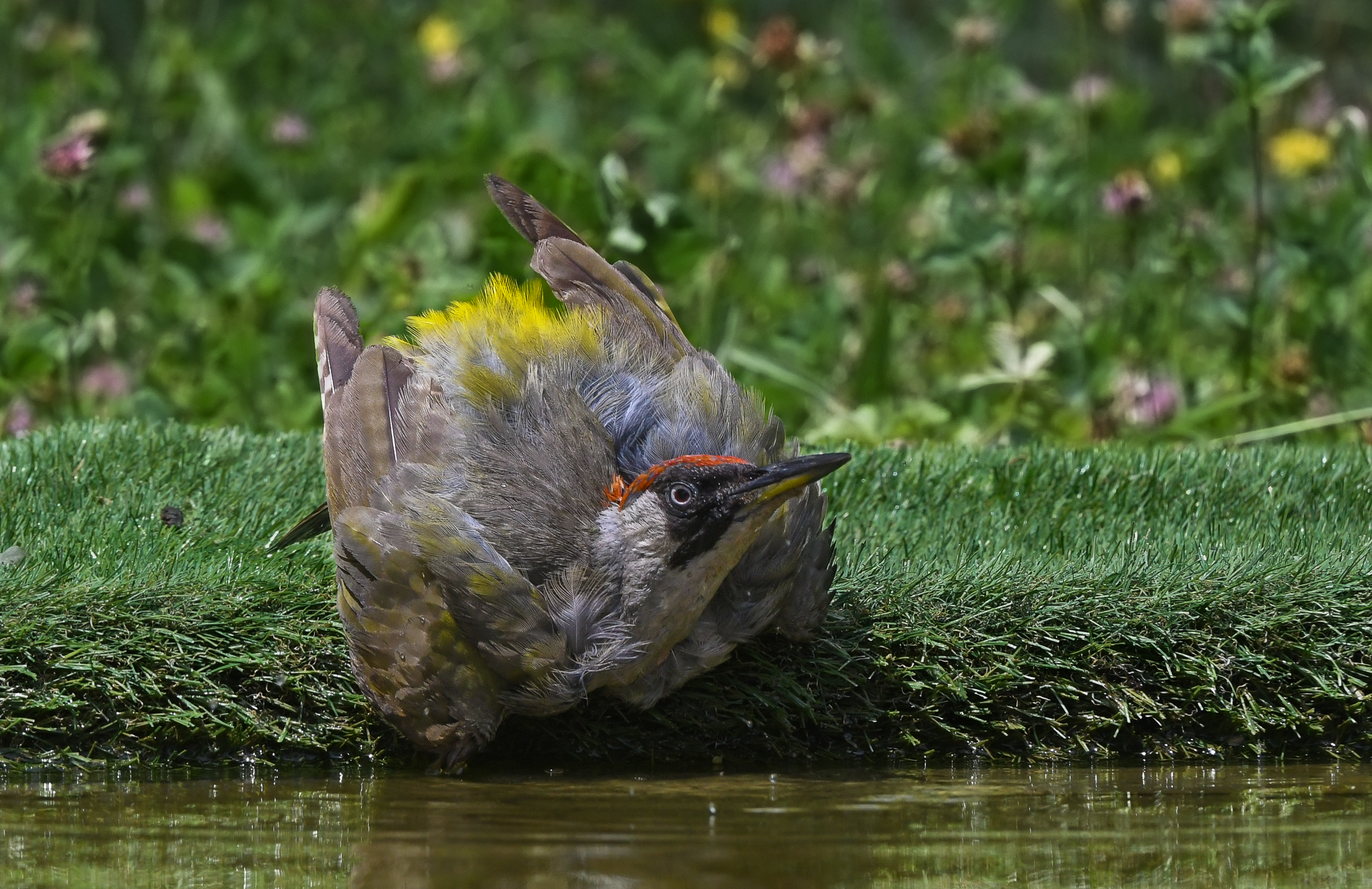 Picchietta in cerca di refrigerio