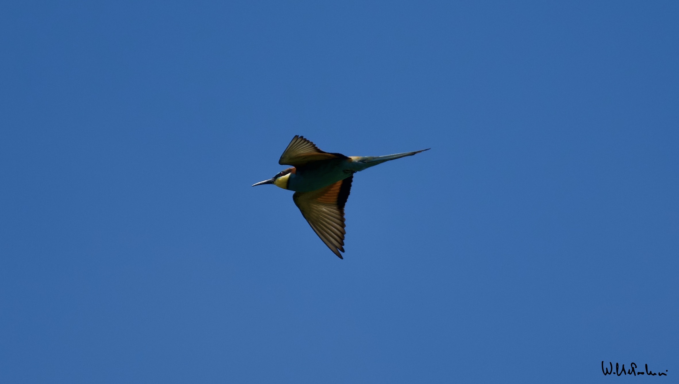 Bee-eater 2