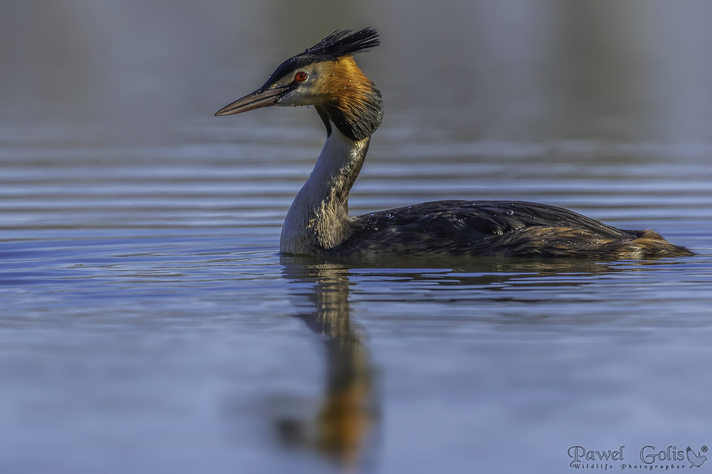 Svasso maggiore (Podiceps cristatus)