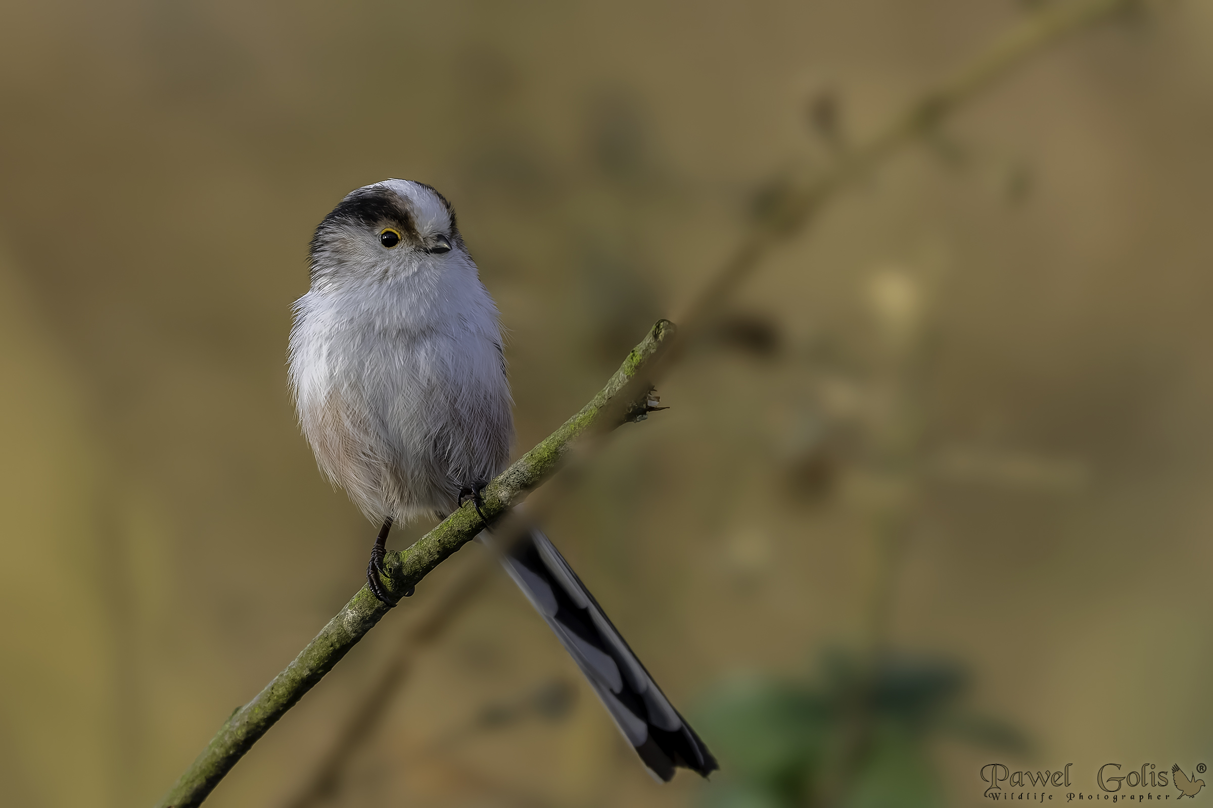 Bushtit dalla coda lunga (Aegithalos caudatus)