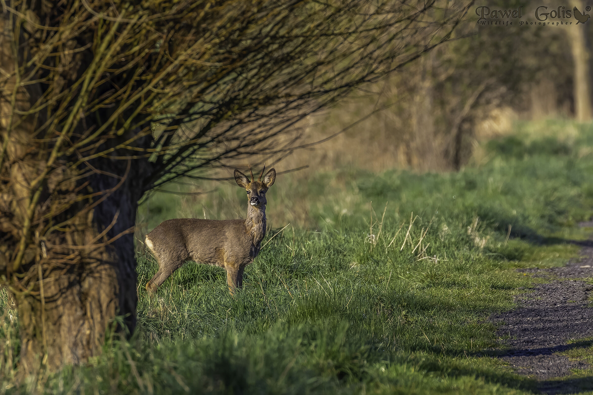 Capriolo - capra (Capreolus capreolus)