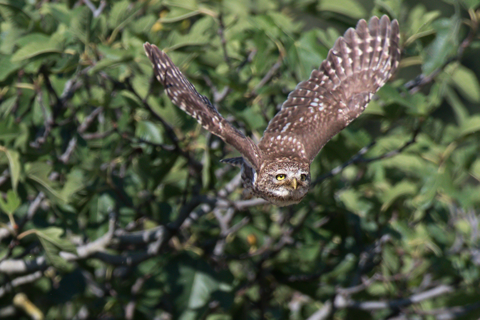 Owl the flight
