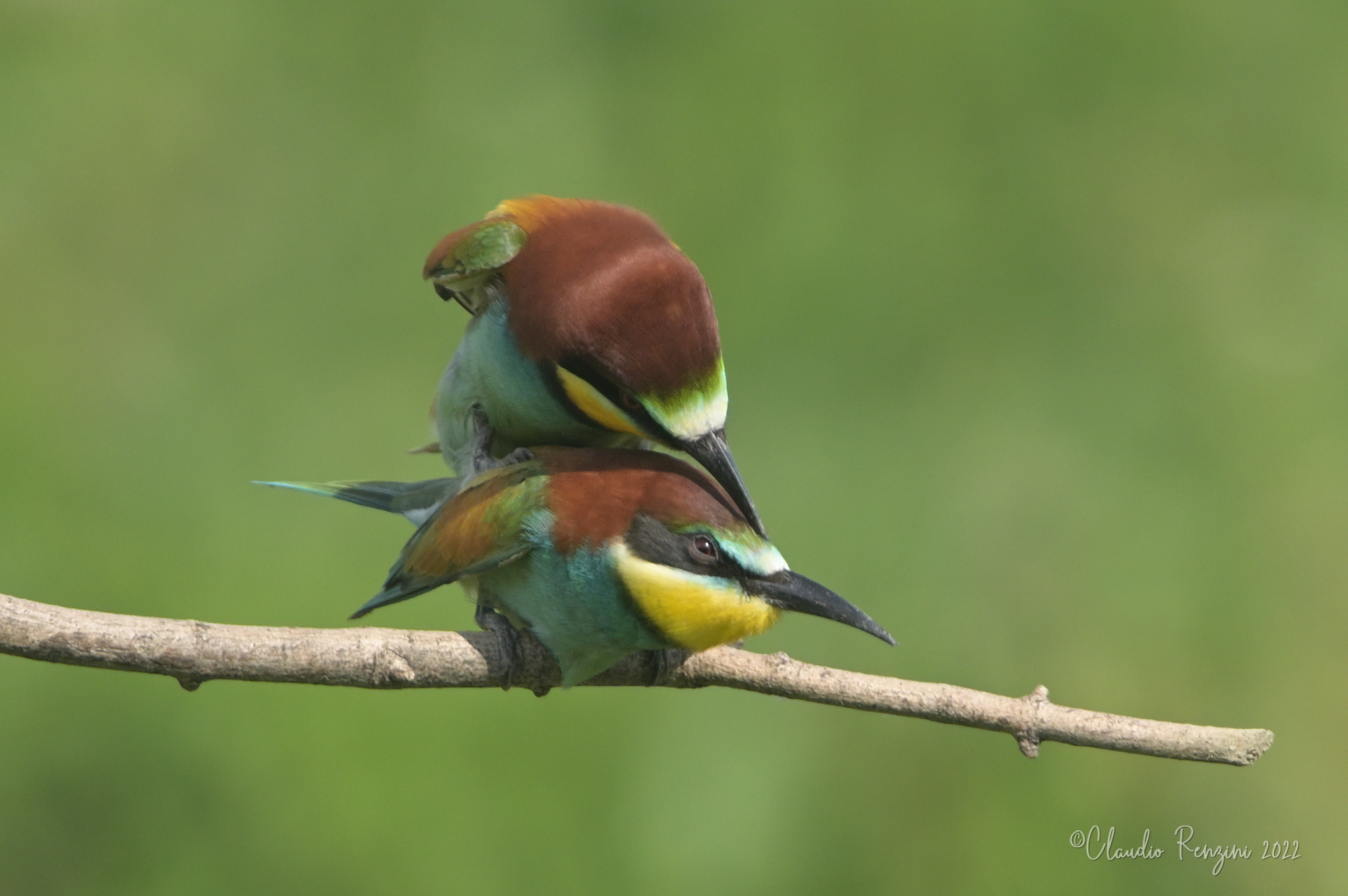 love bee-eater