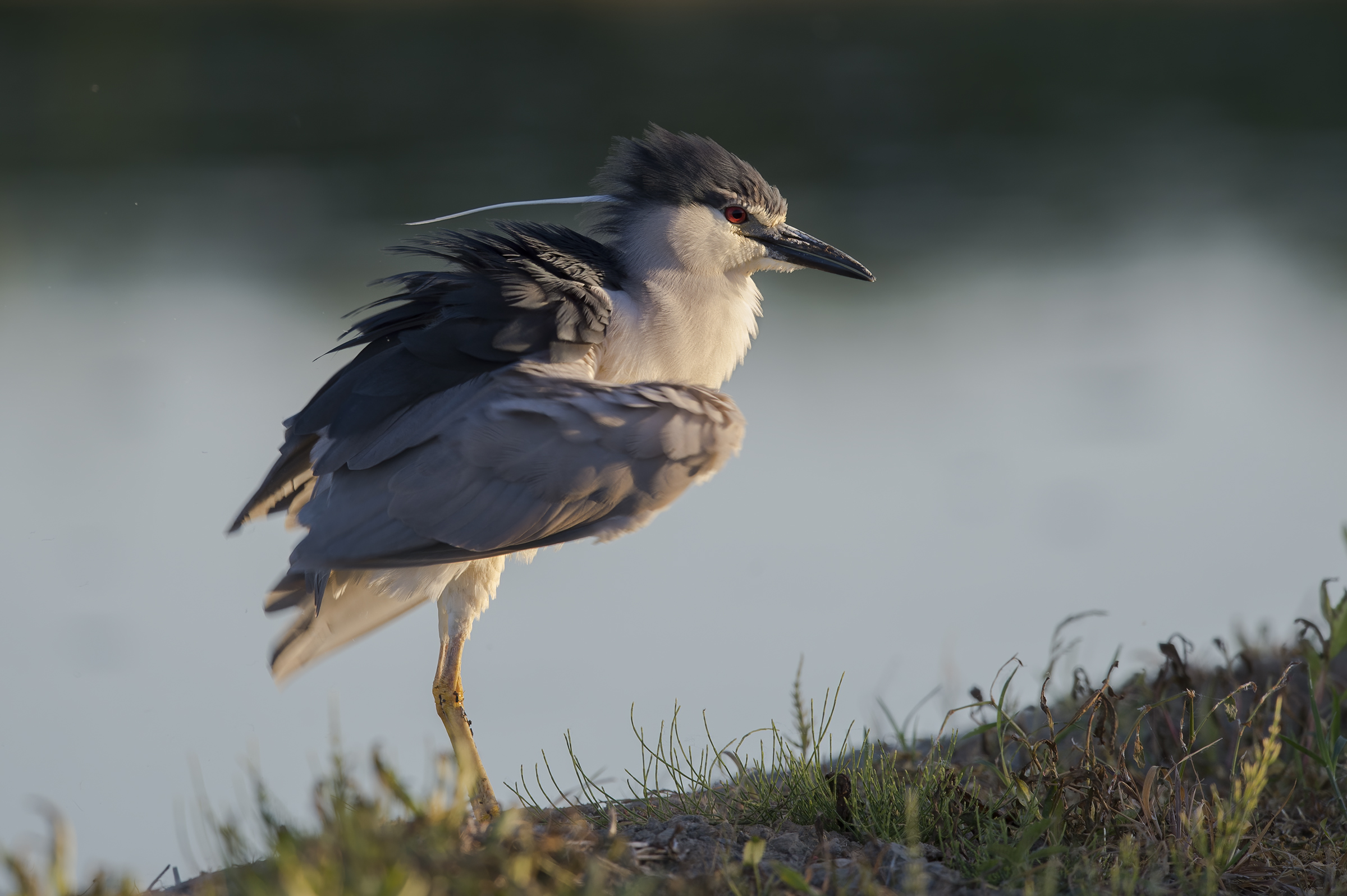 Nitticora (Nycticorax nycticorax)