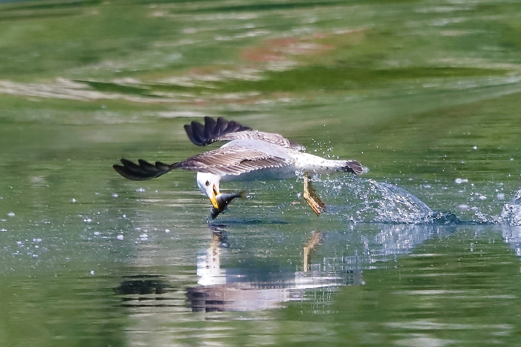 gabbiano terrestre 13-05-2022