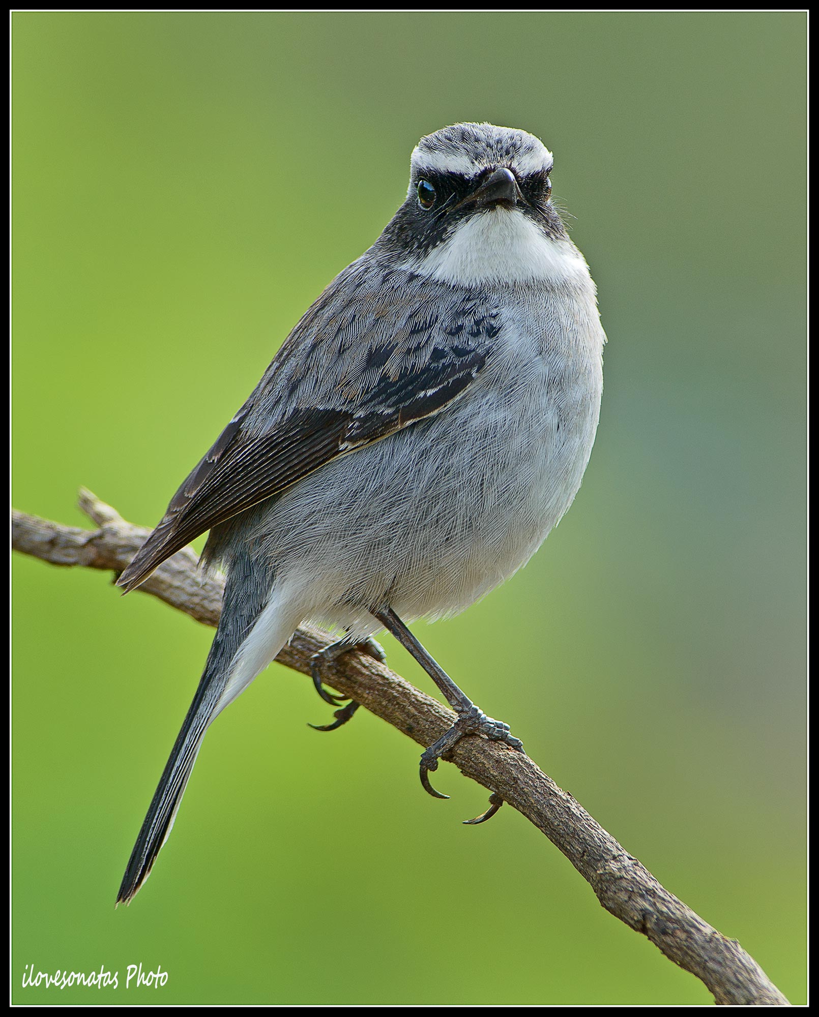 Grigio Bushchat