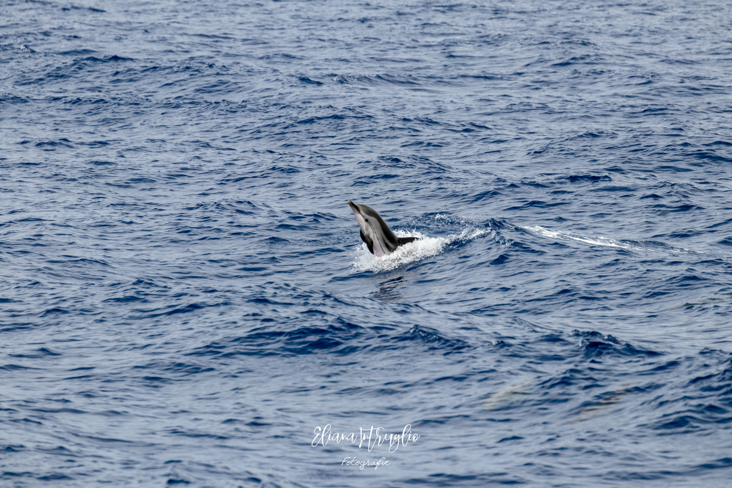 The dolphin peeps out