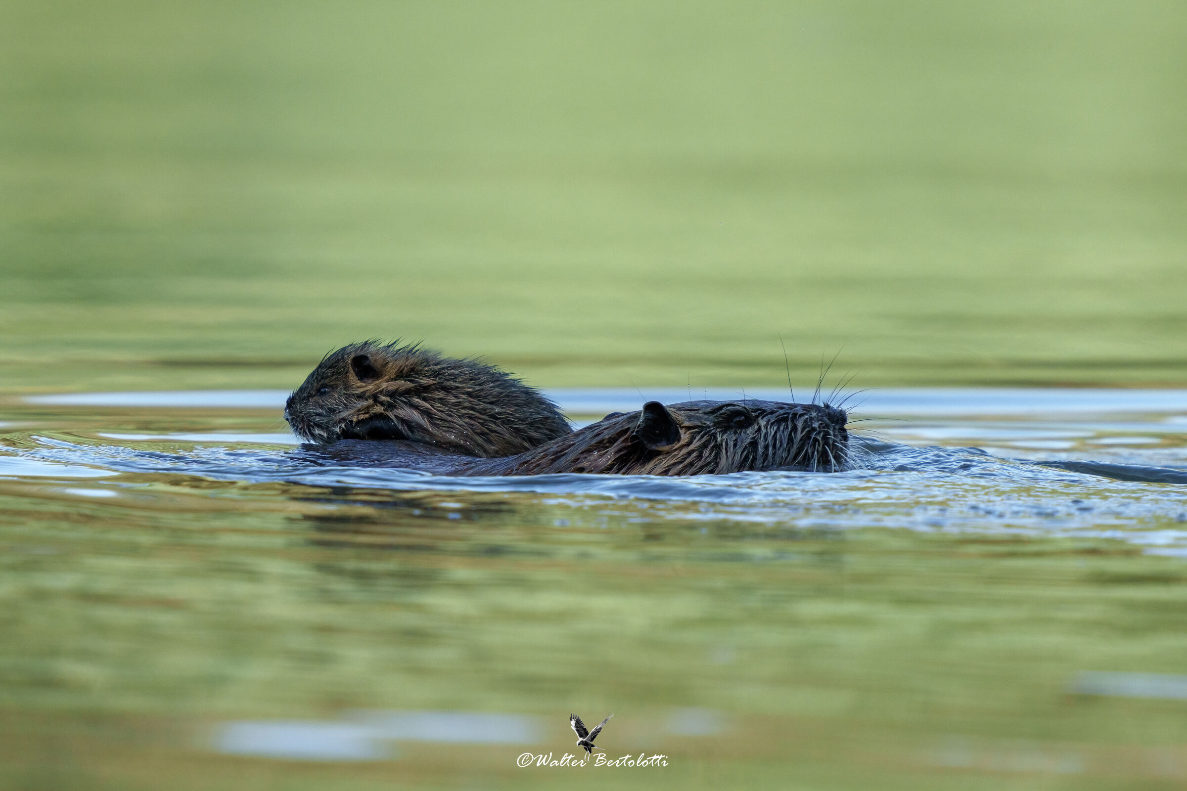 mamma mi dai un passaggio