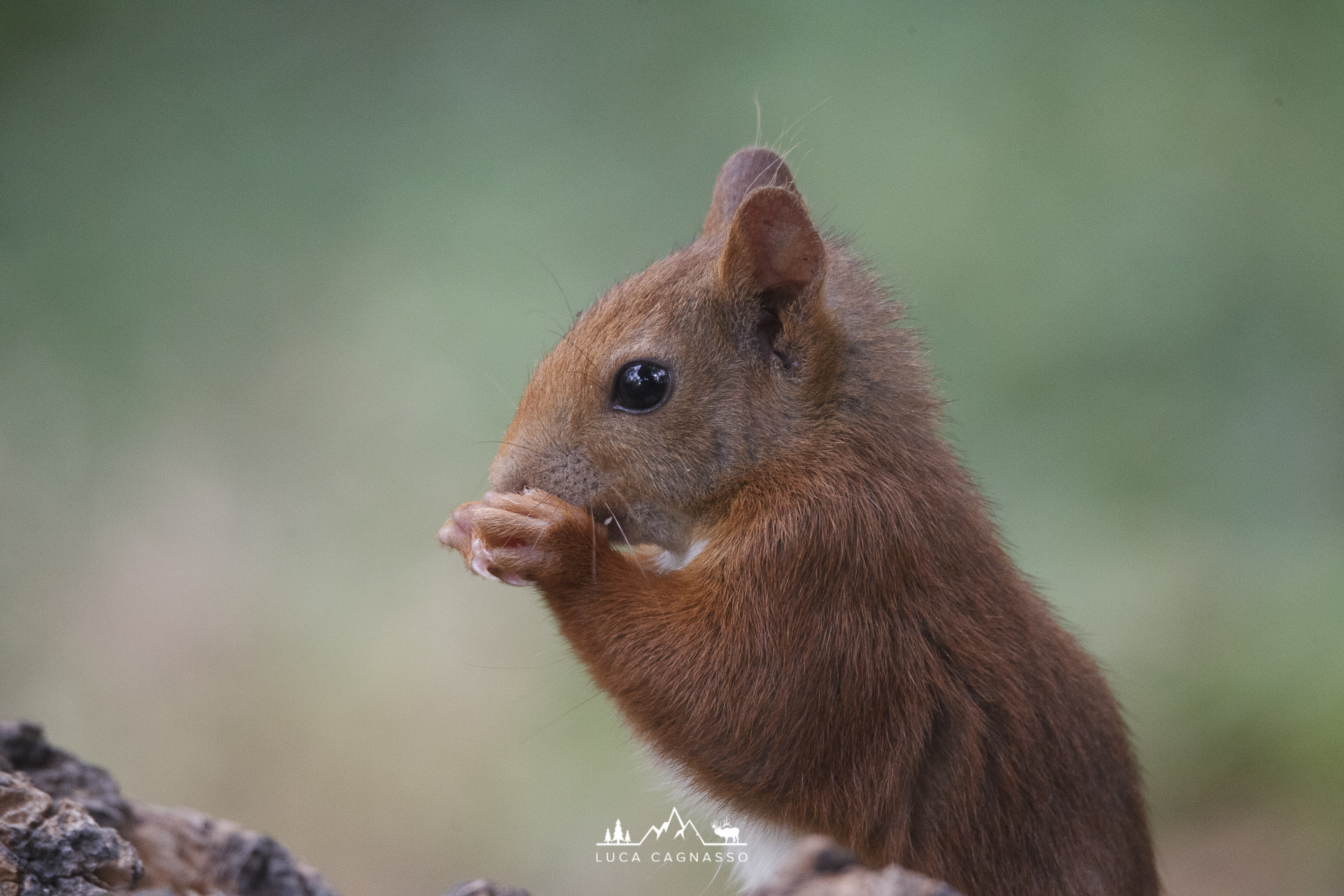squirrel portrait