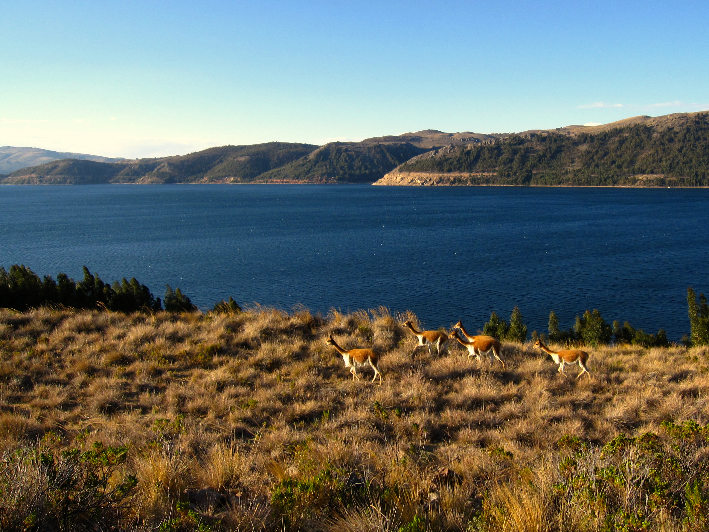 Vicuñas in freedom