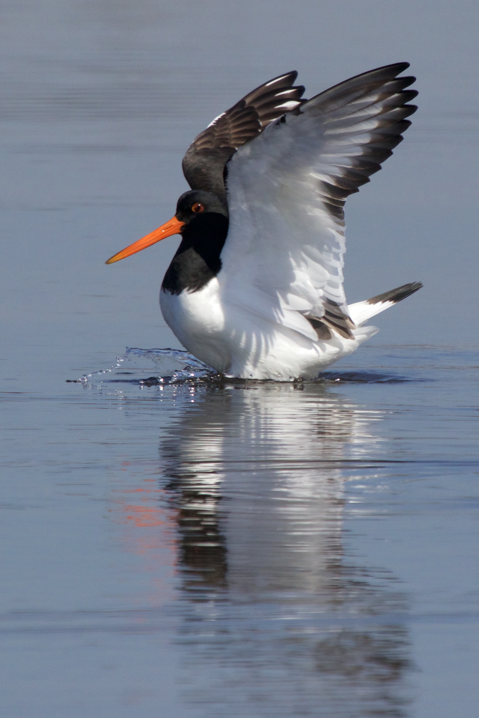 Beccaccia di mare, Haematopus ostralegus