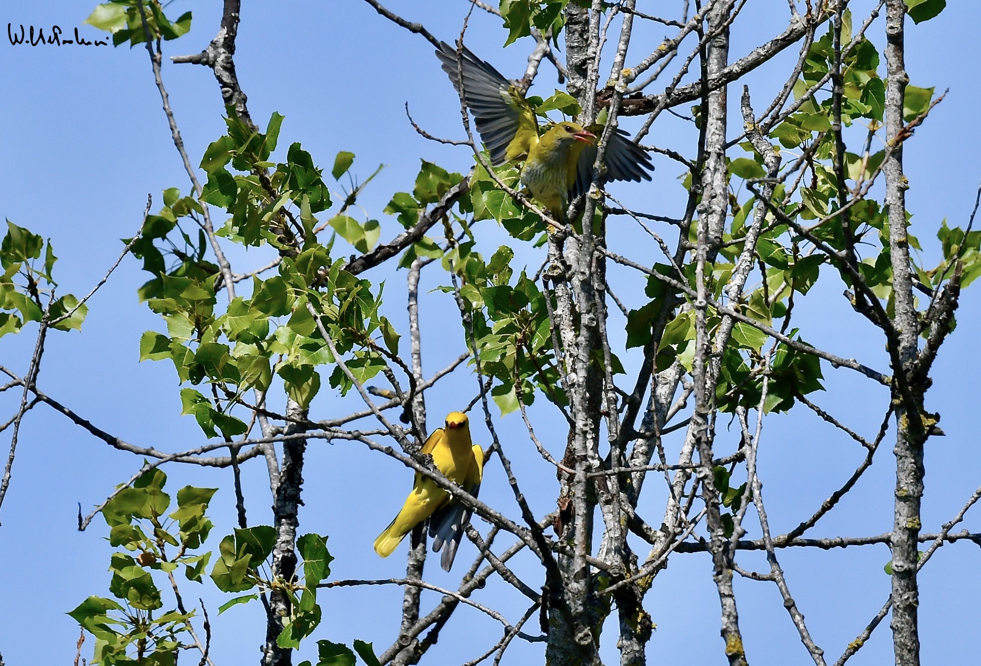 Oriole male and female 1