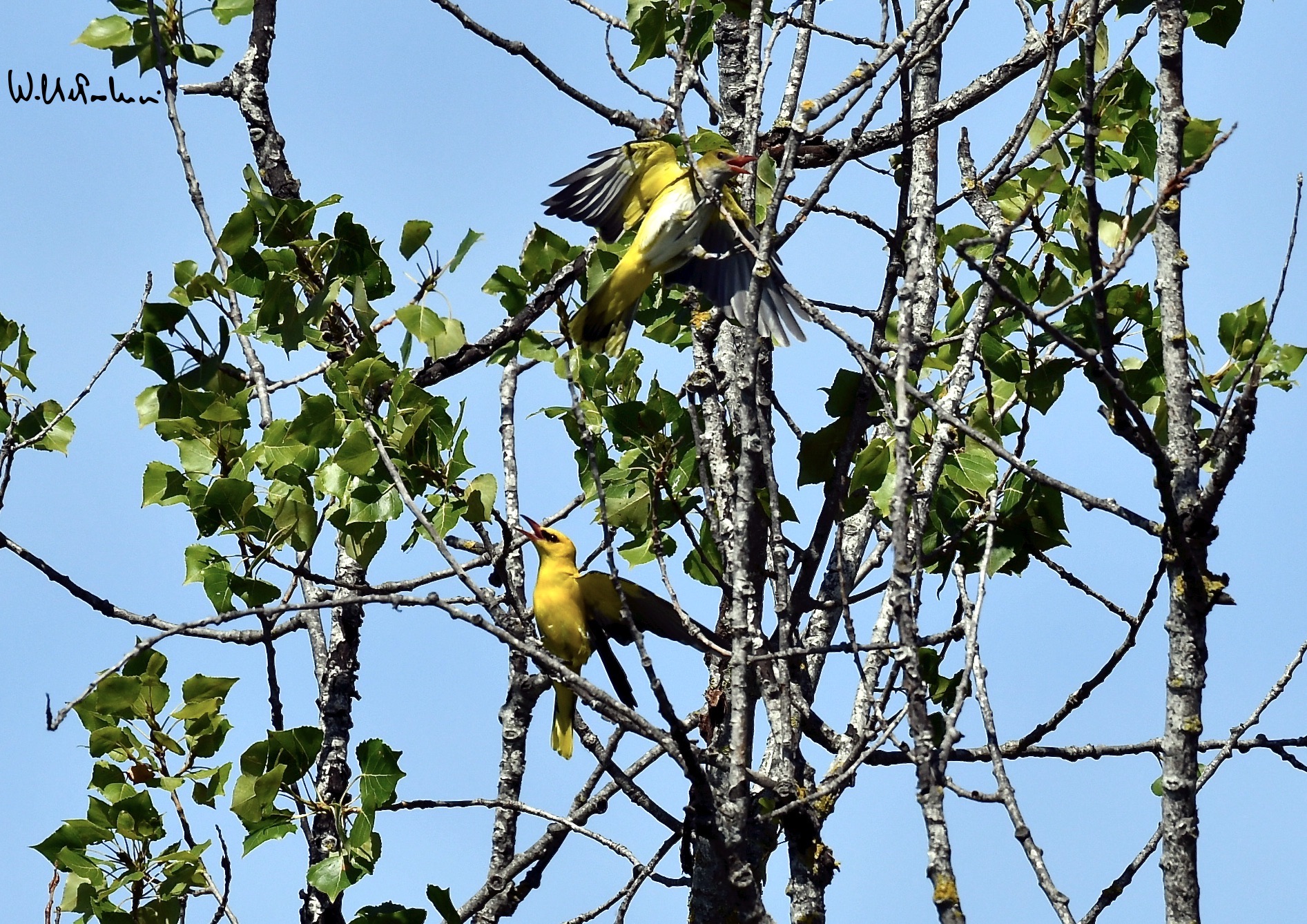 Oriole male and female 2