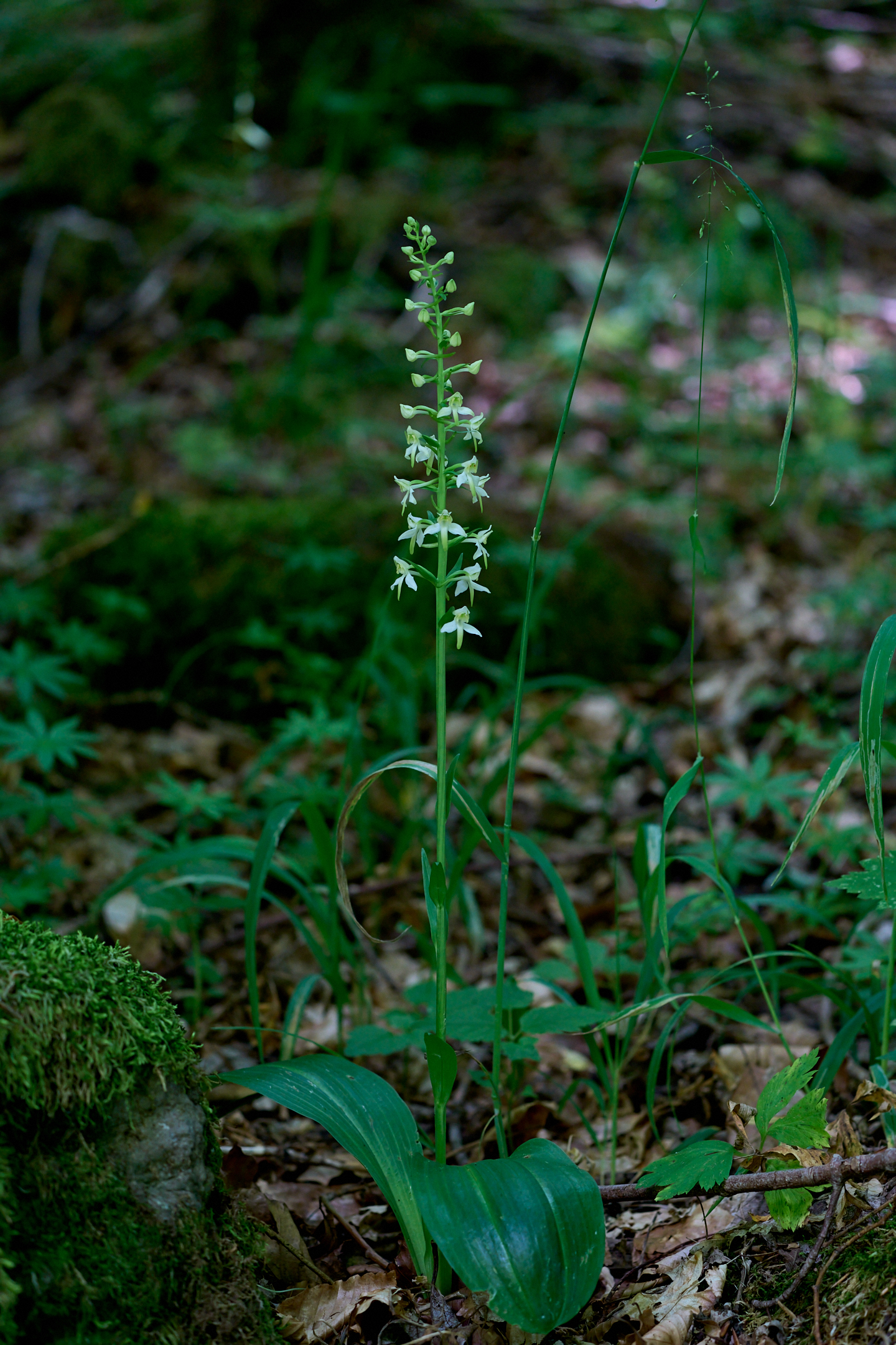 Platanthera bifolia