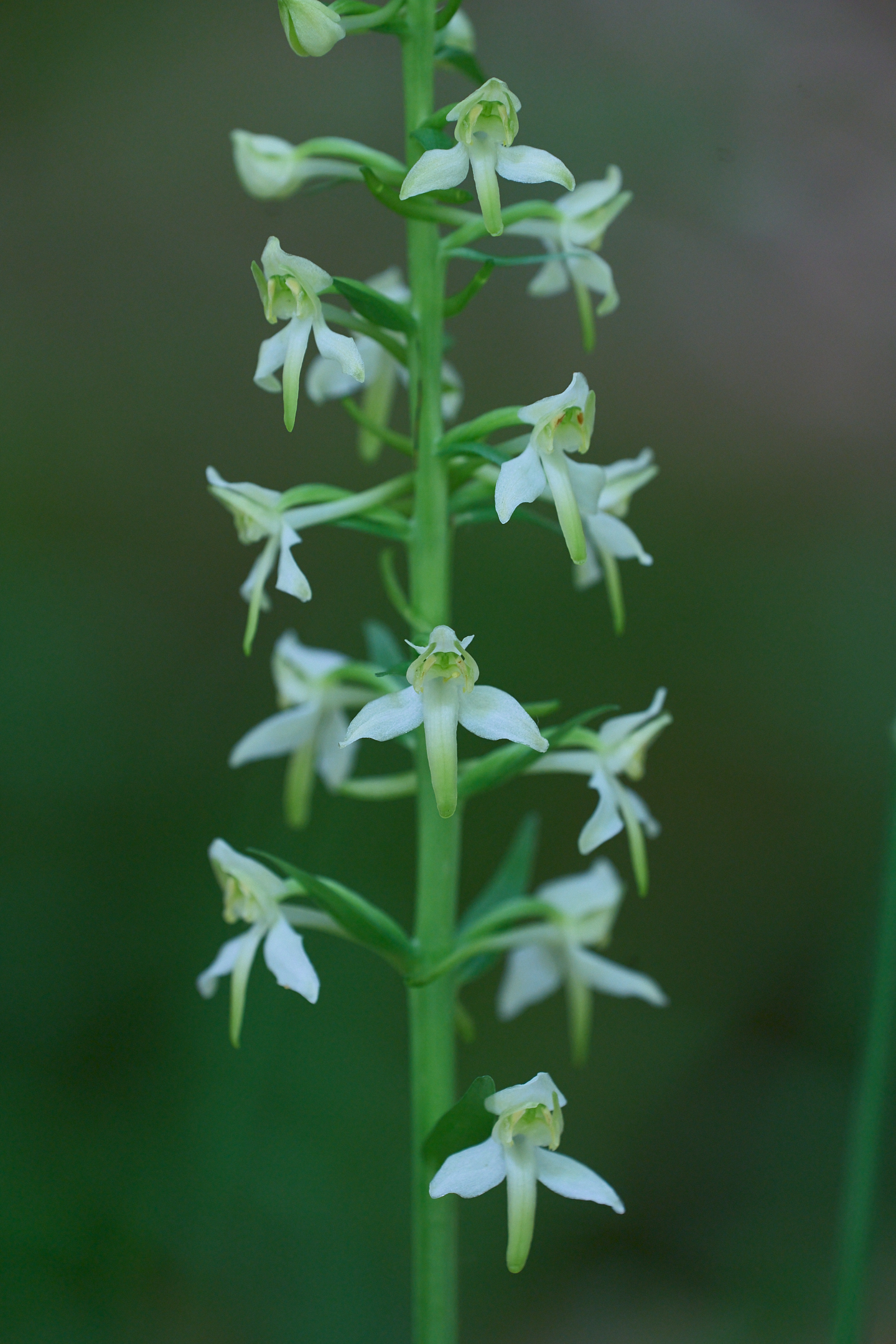 Platanthera bifolia