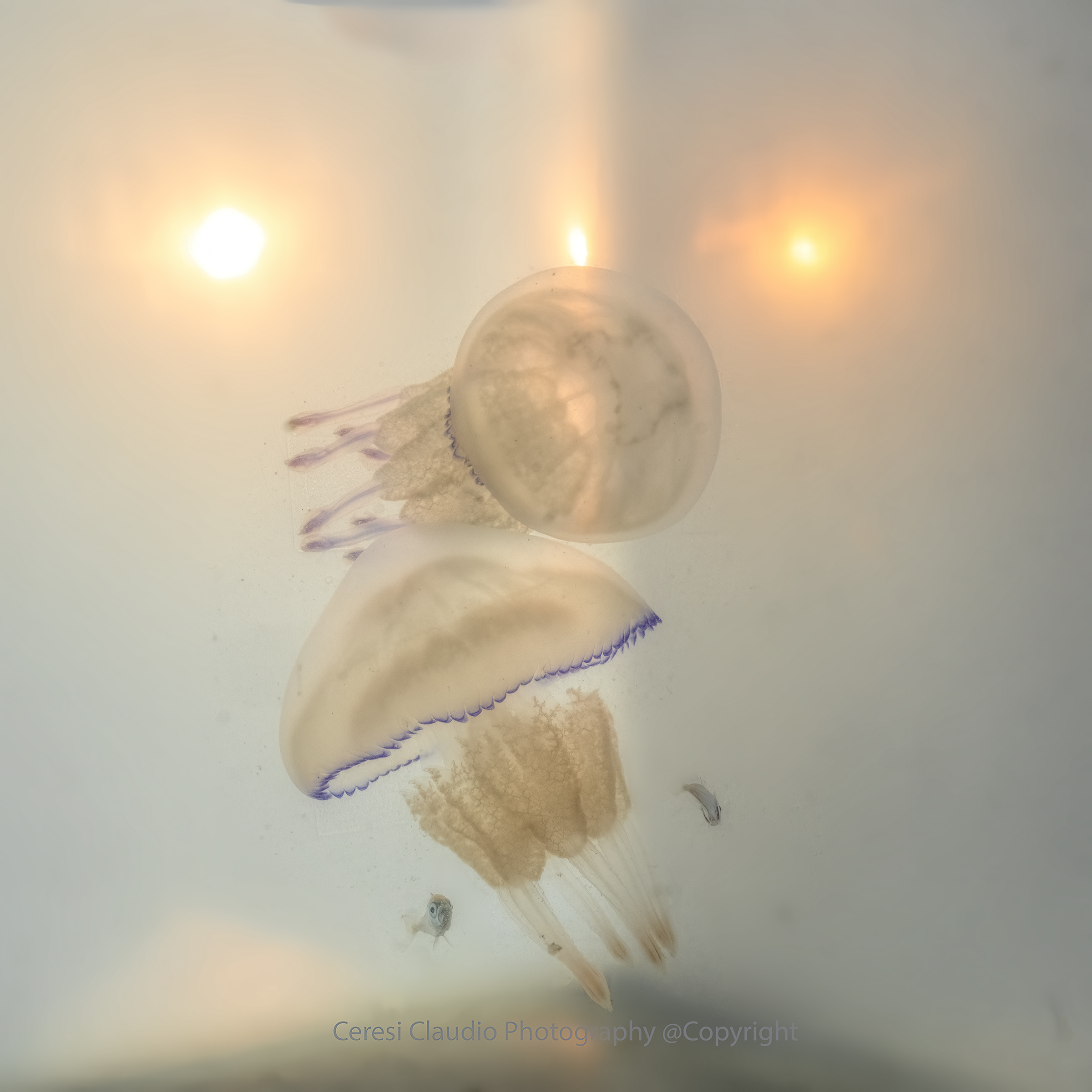 Curious!!!! horse mackerel and Rhizostoma pulmo