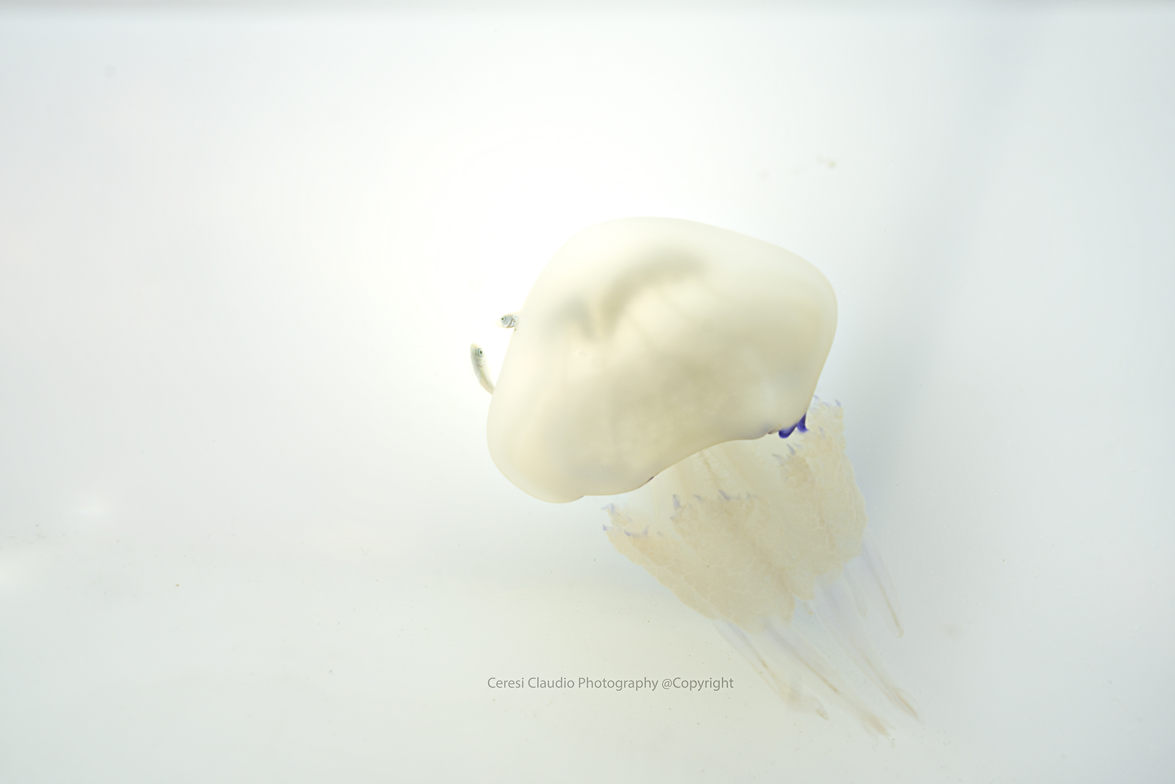 Curious!!!! horse mackerel and Rhizostoma pulmo