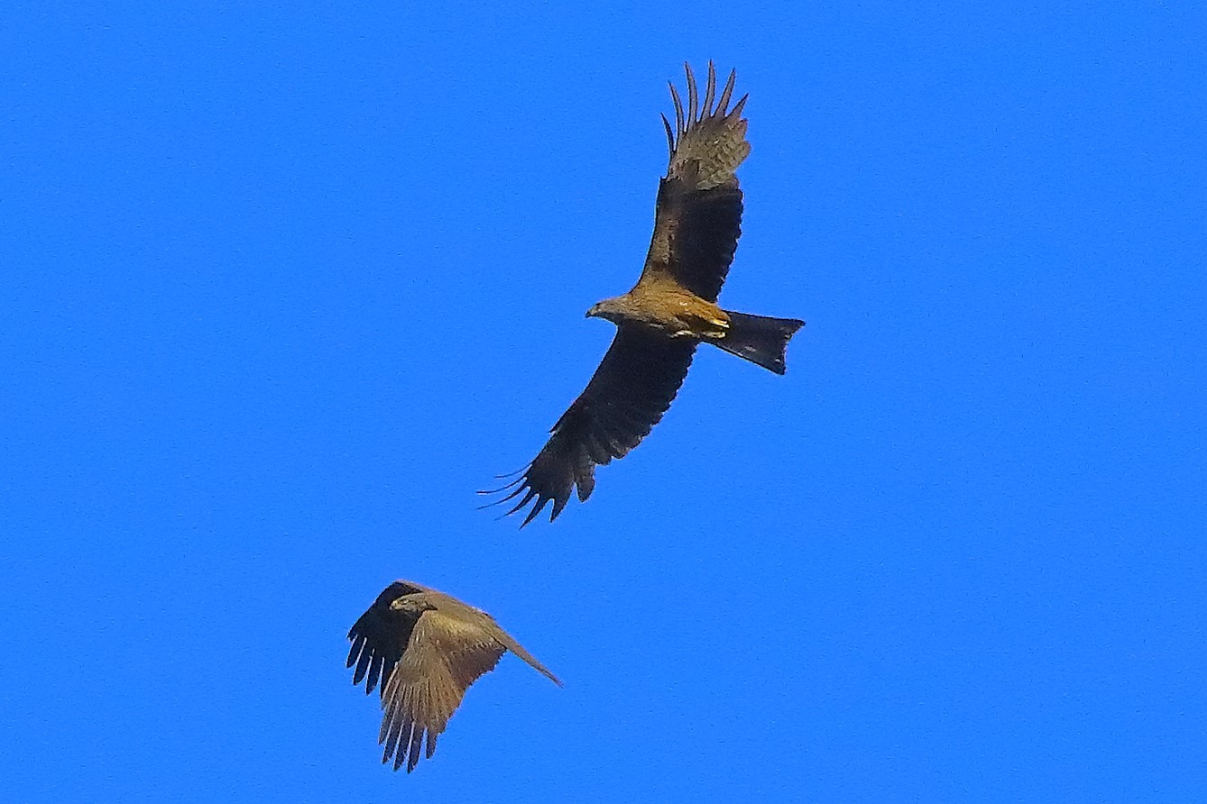 Black kite 07-06-2022