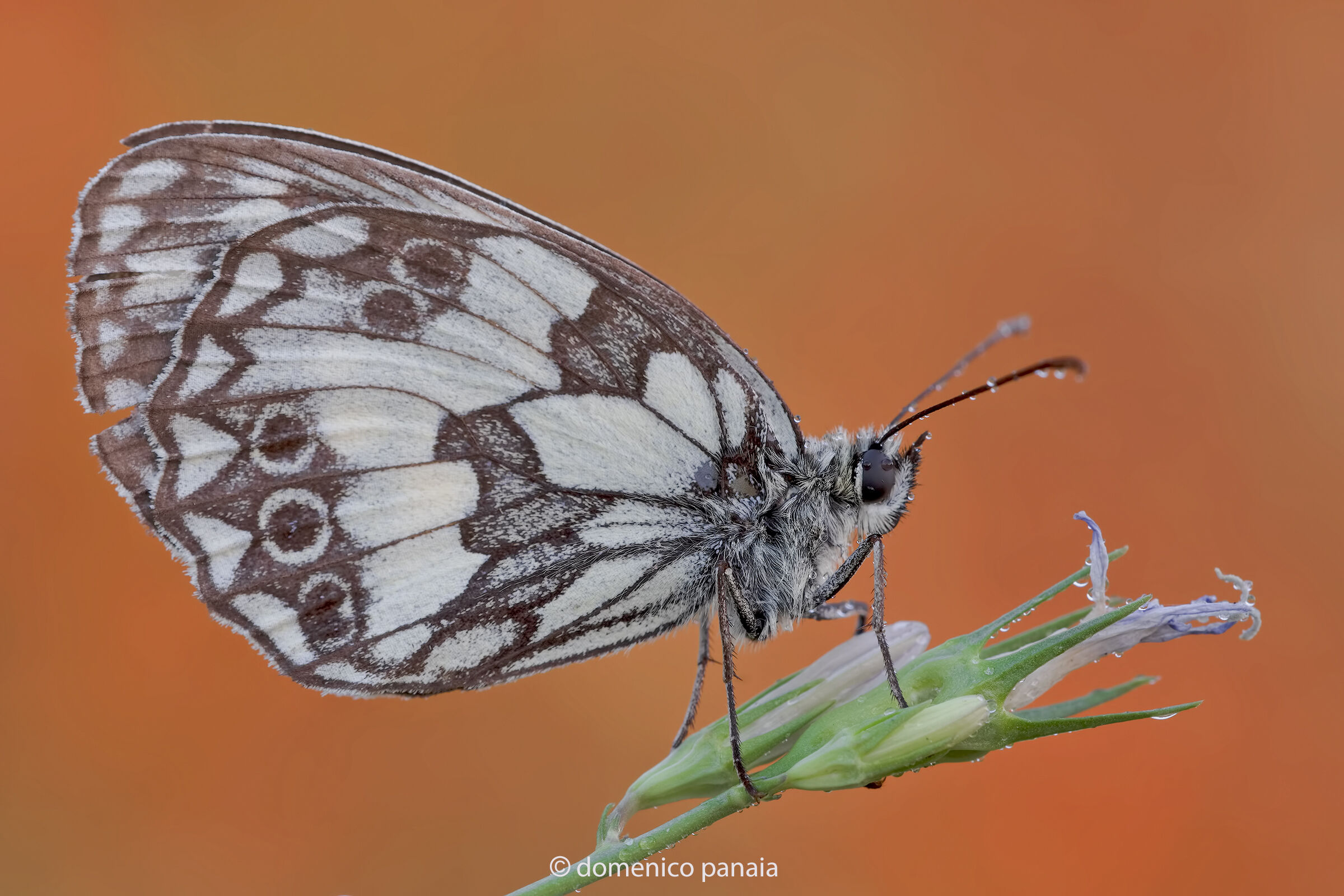 melanargia galathea