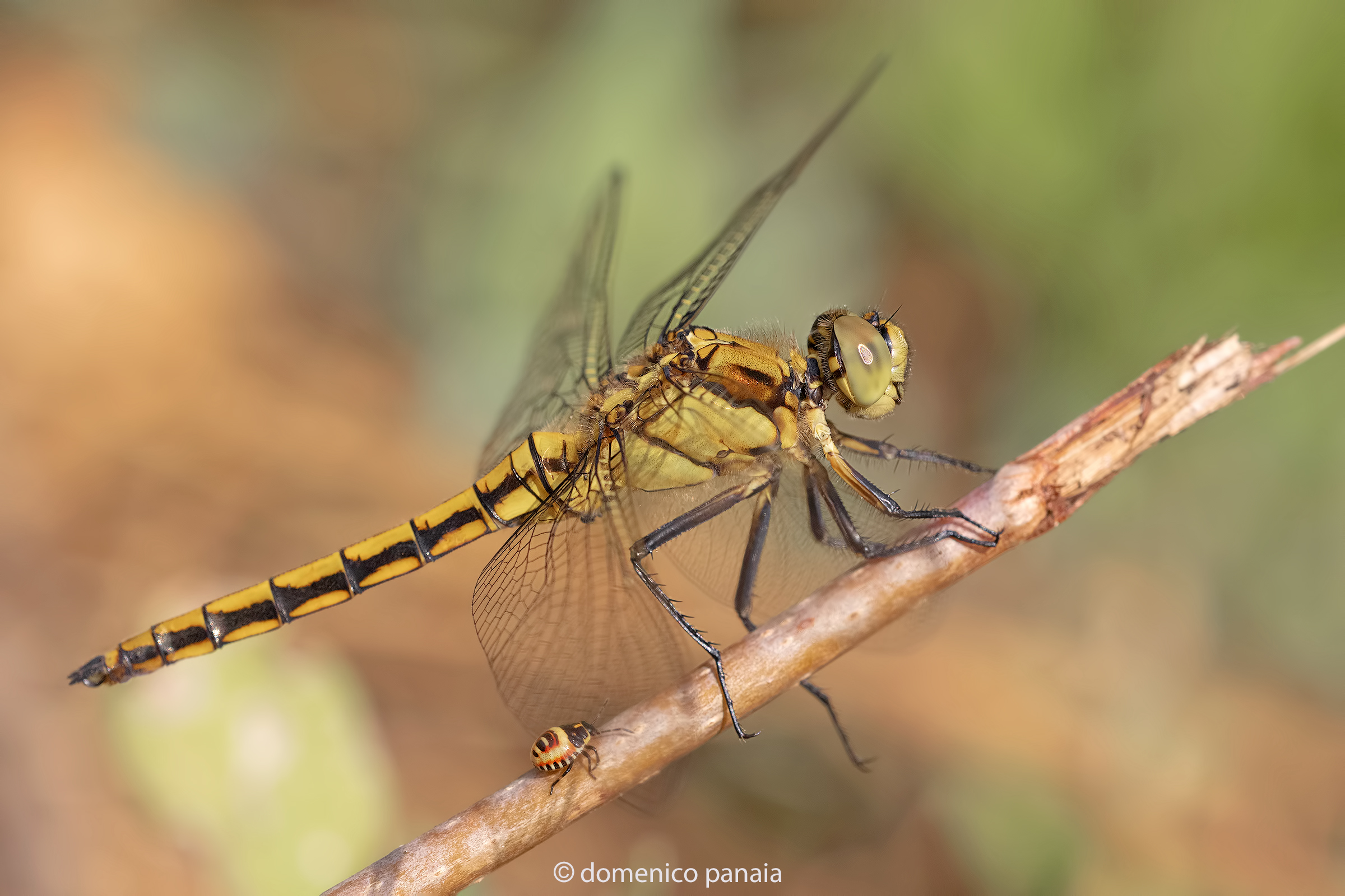 Orthetrum cancellatum
