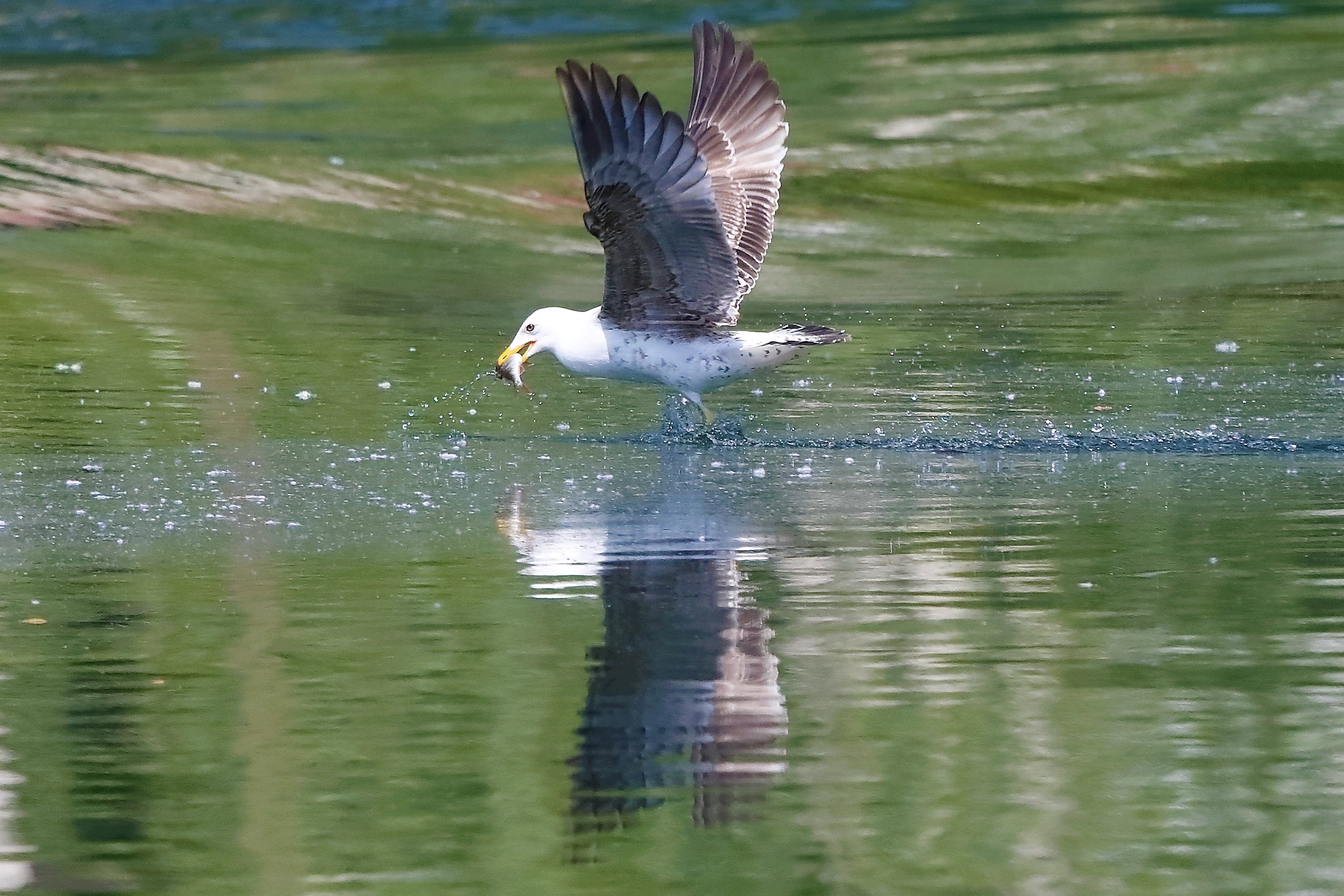 terrestrial gull 13-05-2022