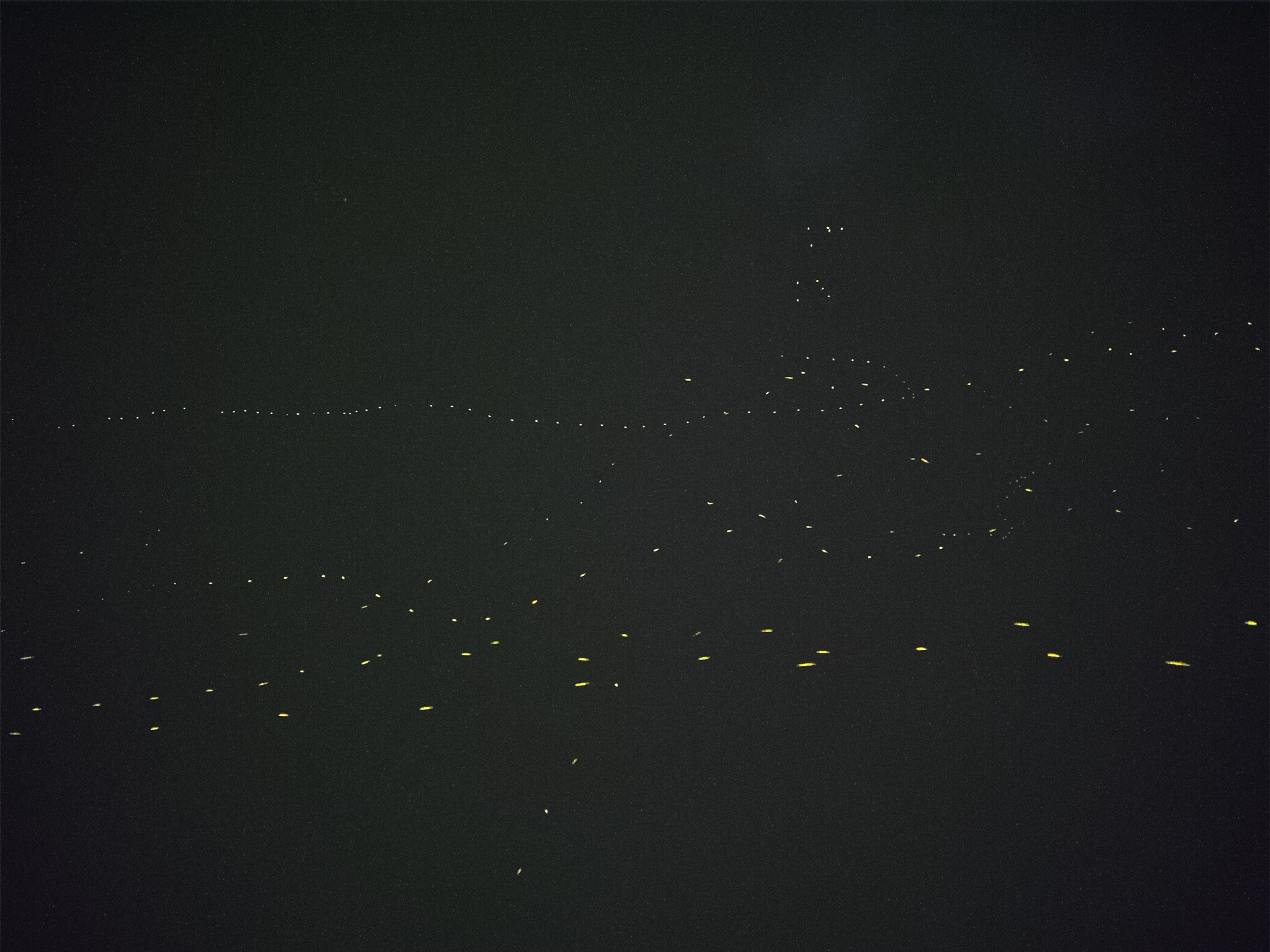 Fireflies