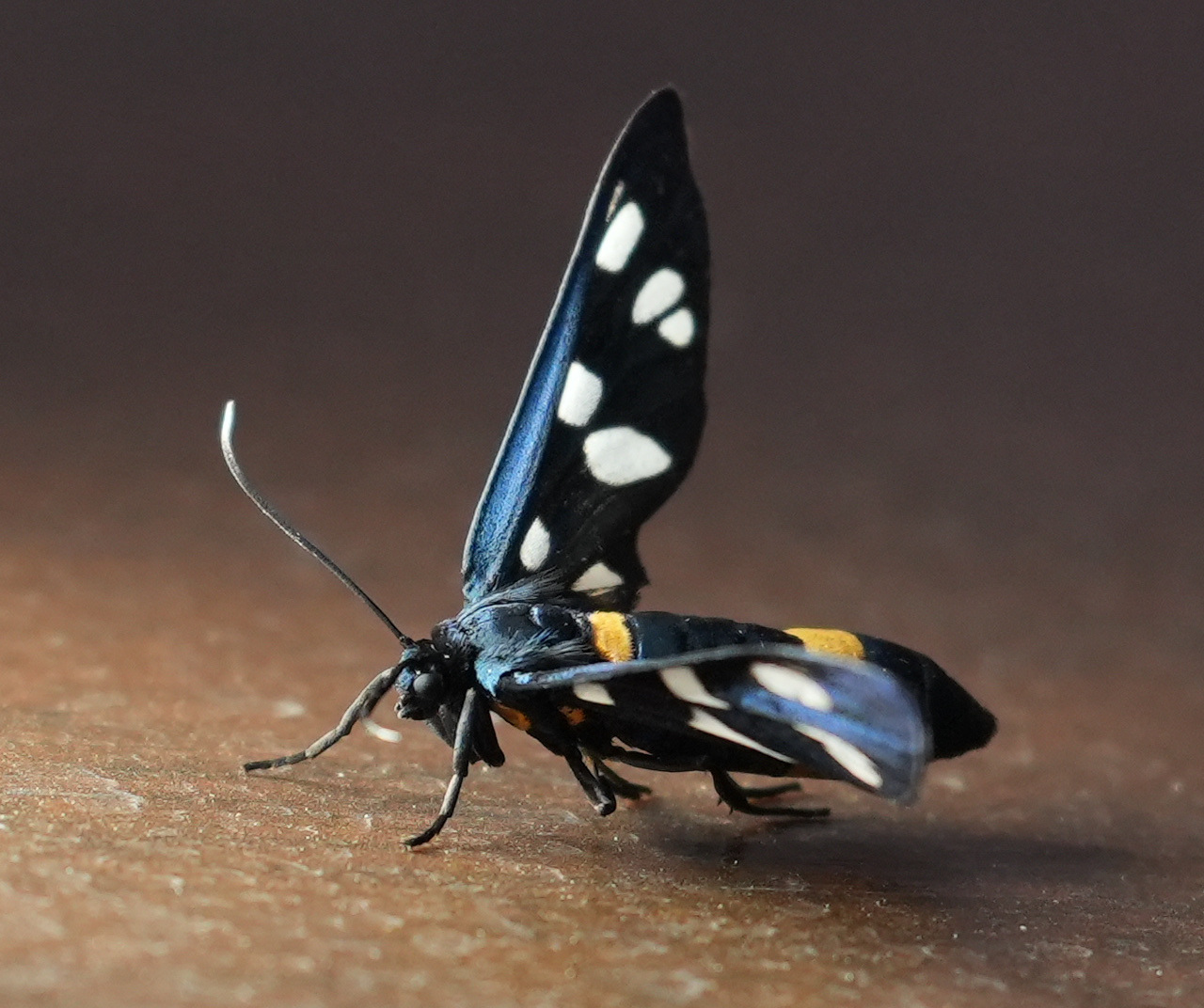 AmataPhegeaSonyA742870kit