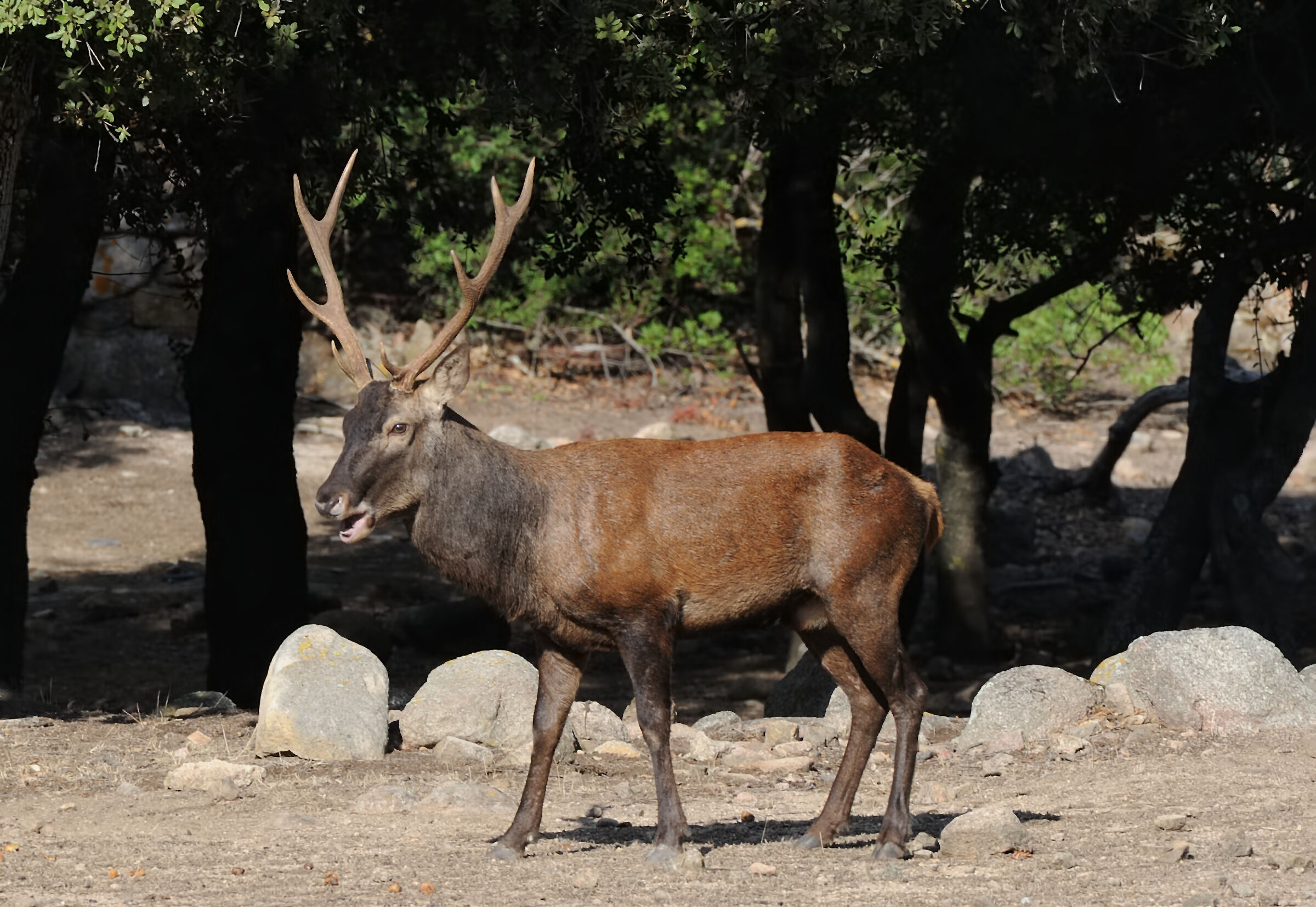 Sardinian deer