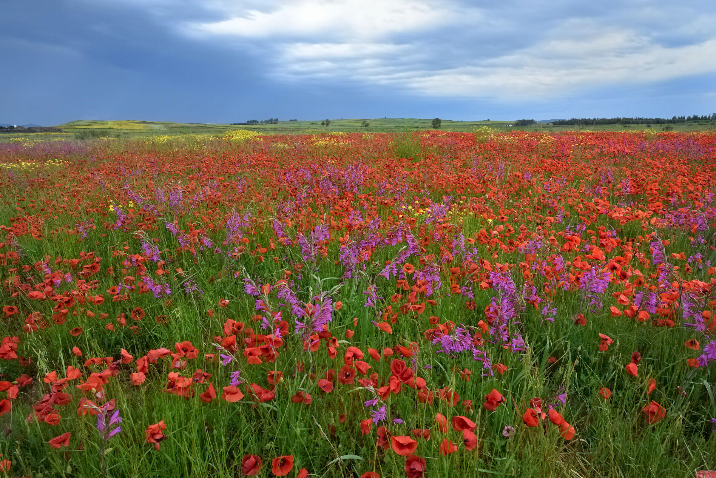 Meravigliosa primavera