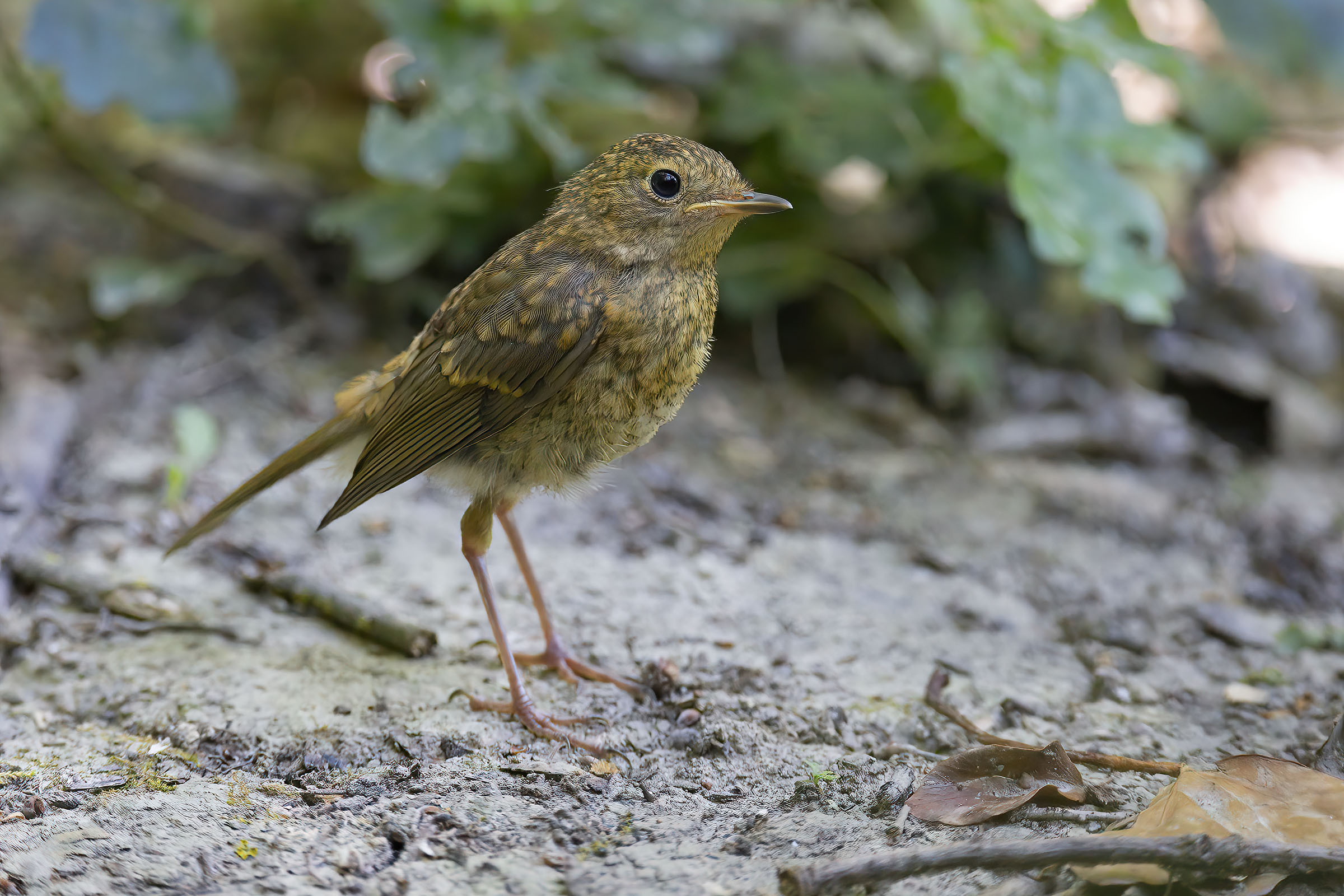Giovani Pettirossi crescono