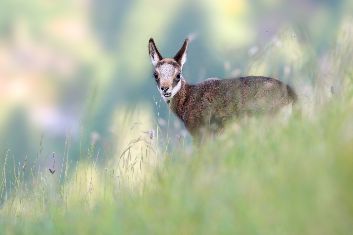 Young chamois