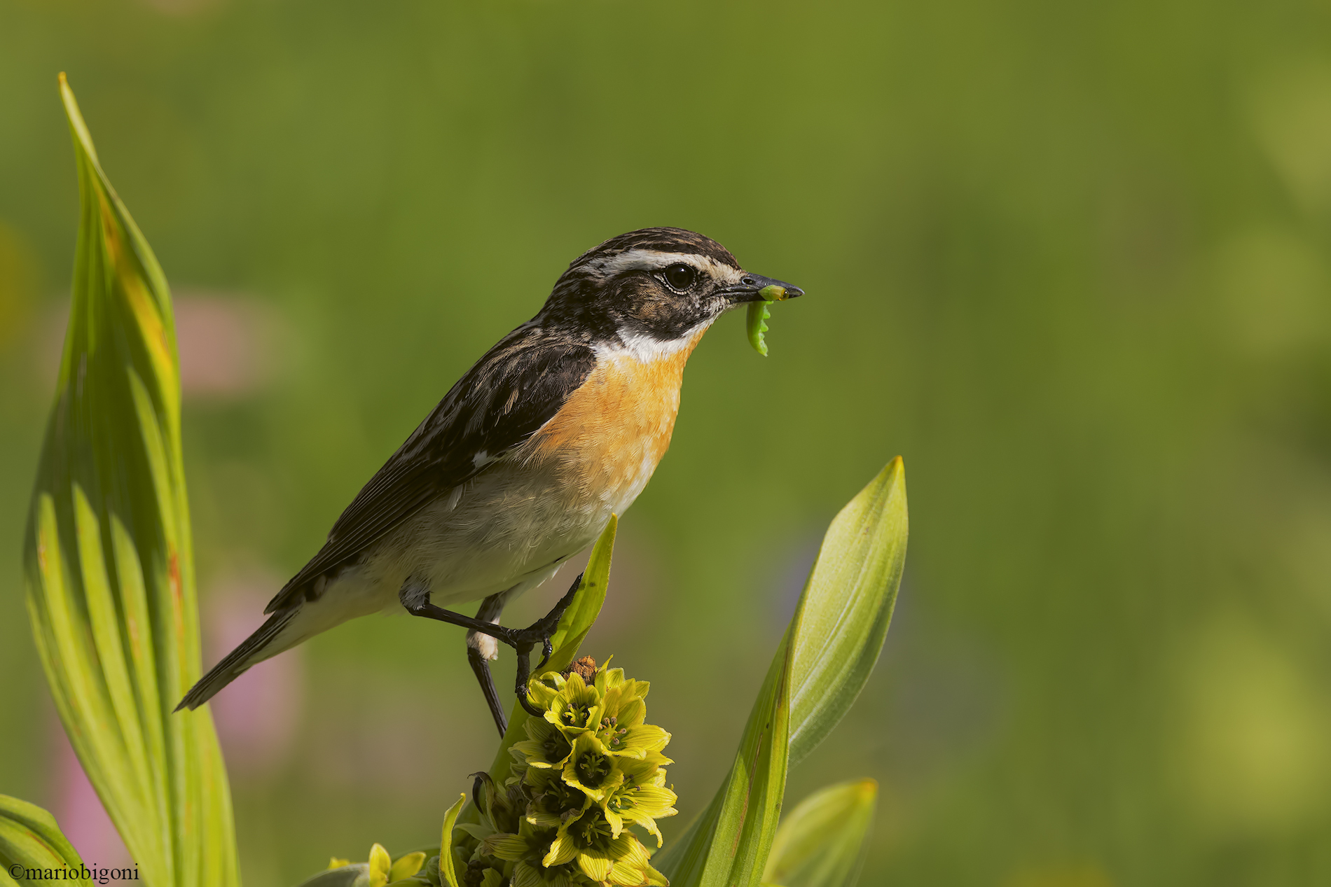 Stiaccino with prey
