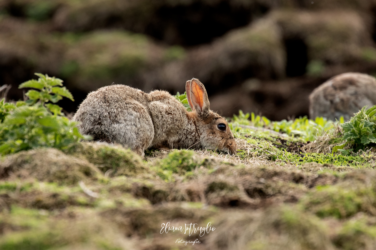 A cute curious rabbit