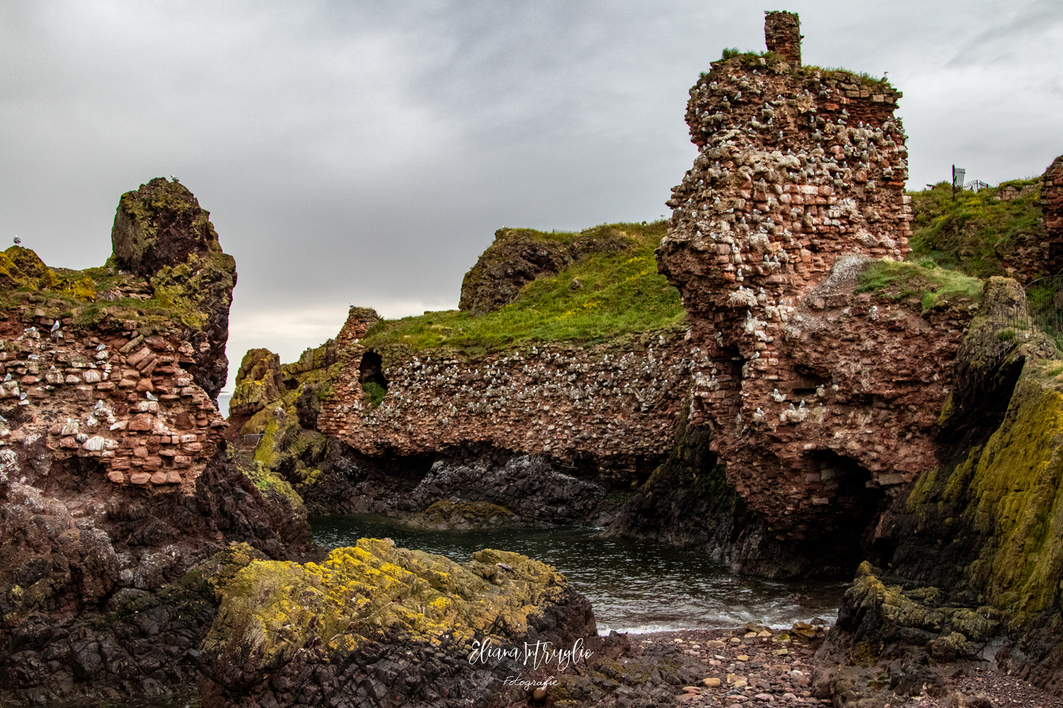 The cliff of the seagulls